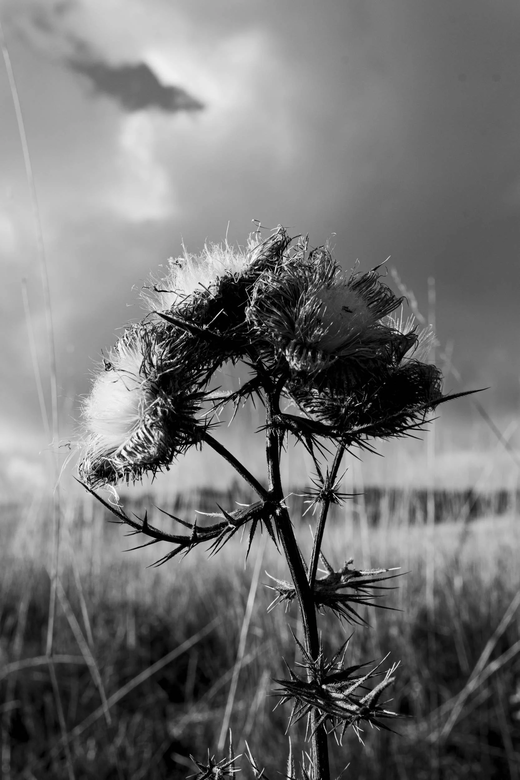Série photo de Chris Branruz en noir et blanc dans les Cévennes en Lozère