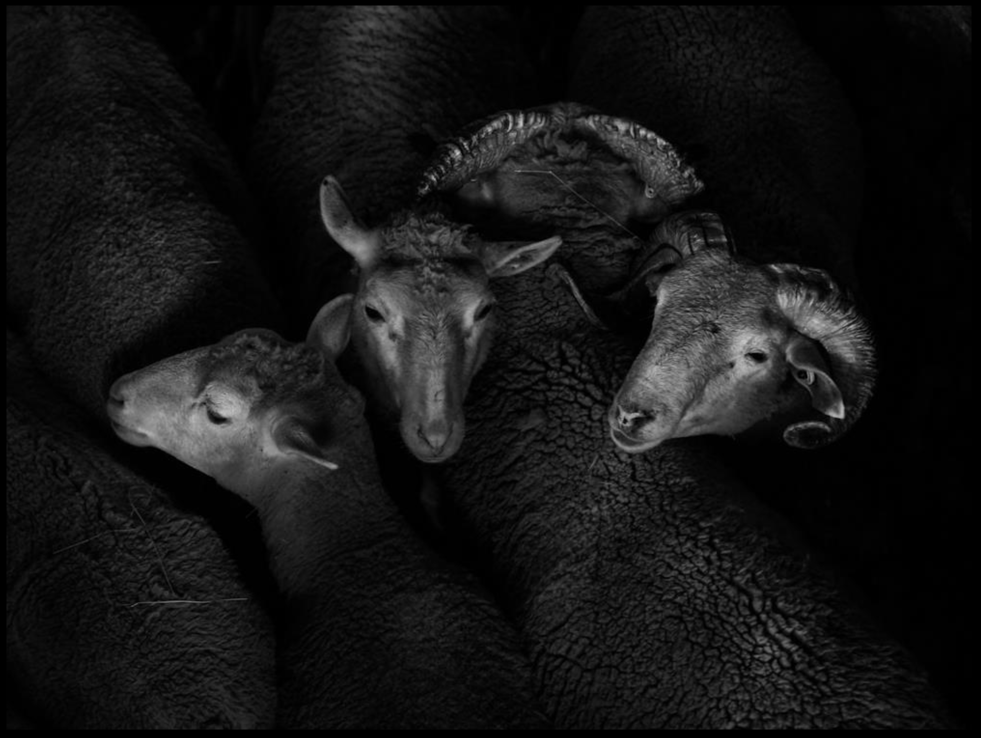 Série photo de Christian Taquet en noir et blanc dans les Cévennes en Lozère