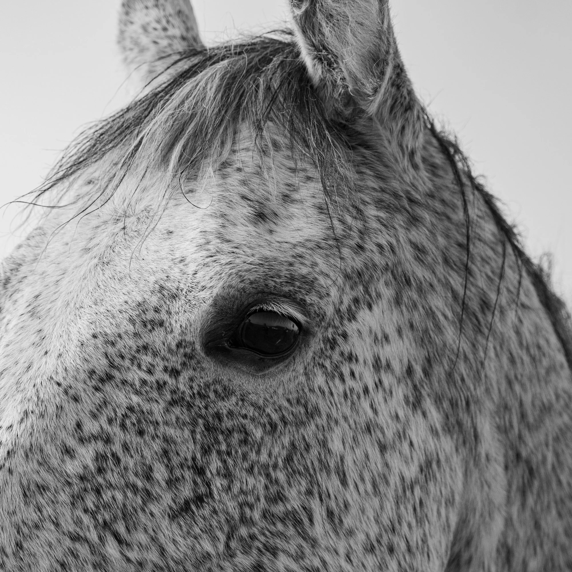Série photo de Dominique Delorme en noir et blanc dans les Cévennes en Lozère