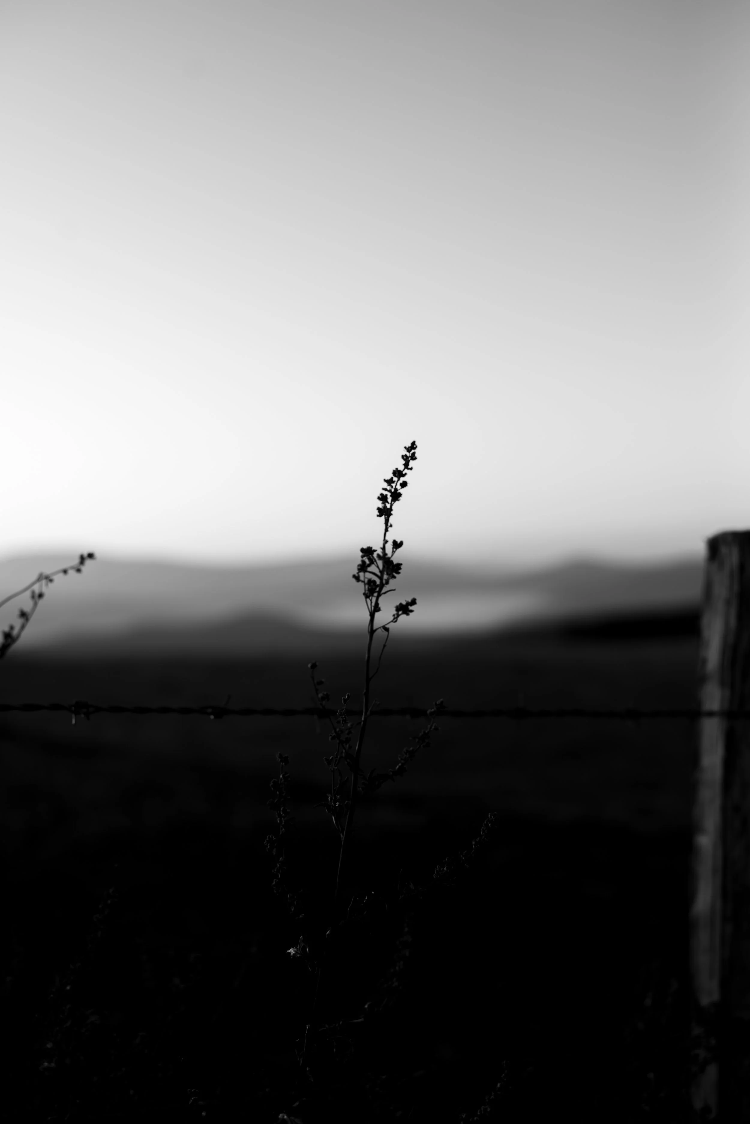 Série photo de Cécile Chauveau en noir et blanc dans les Cévennes en Lozère