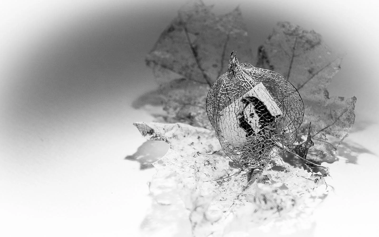 Ce projet photo évoque les ténèbres du cœur, la rupture et une quête de reconnexions stellaires. Œuvre issue du projet d'autofiction "In Tenebris Cordis" d'Aster Muphrid, développé dans le cadre du mentorat photo en ligne de Préludes Photo.