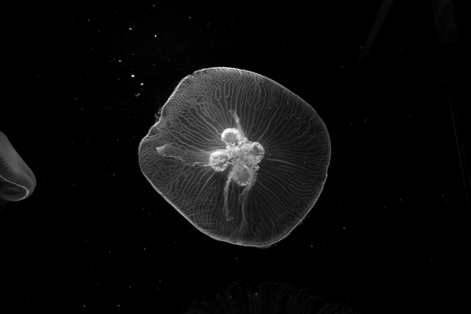 30 seconds of weightlessness