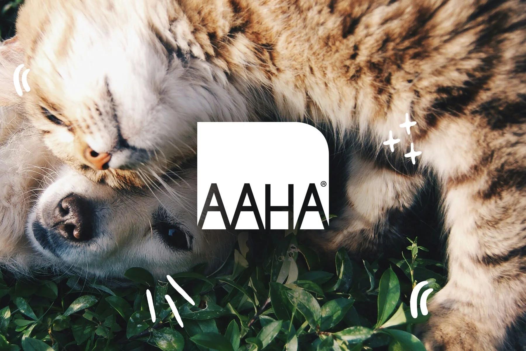 AAHA