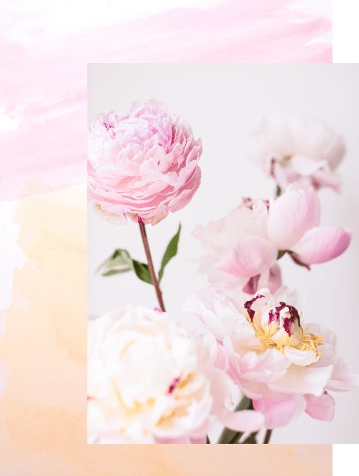 pink peonies