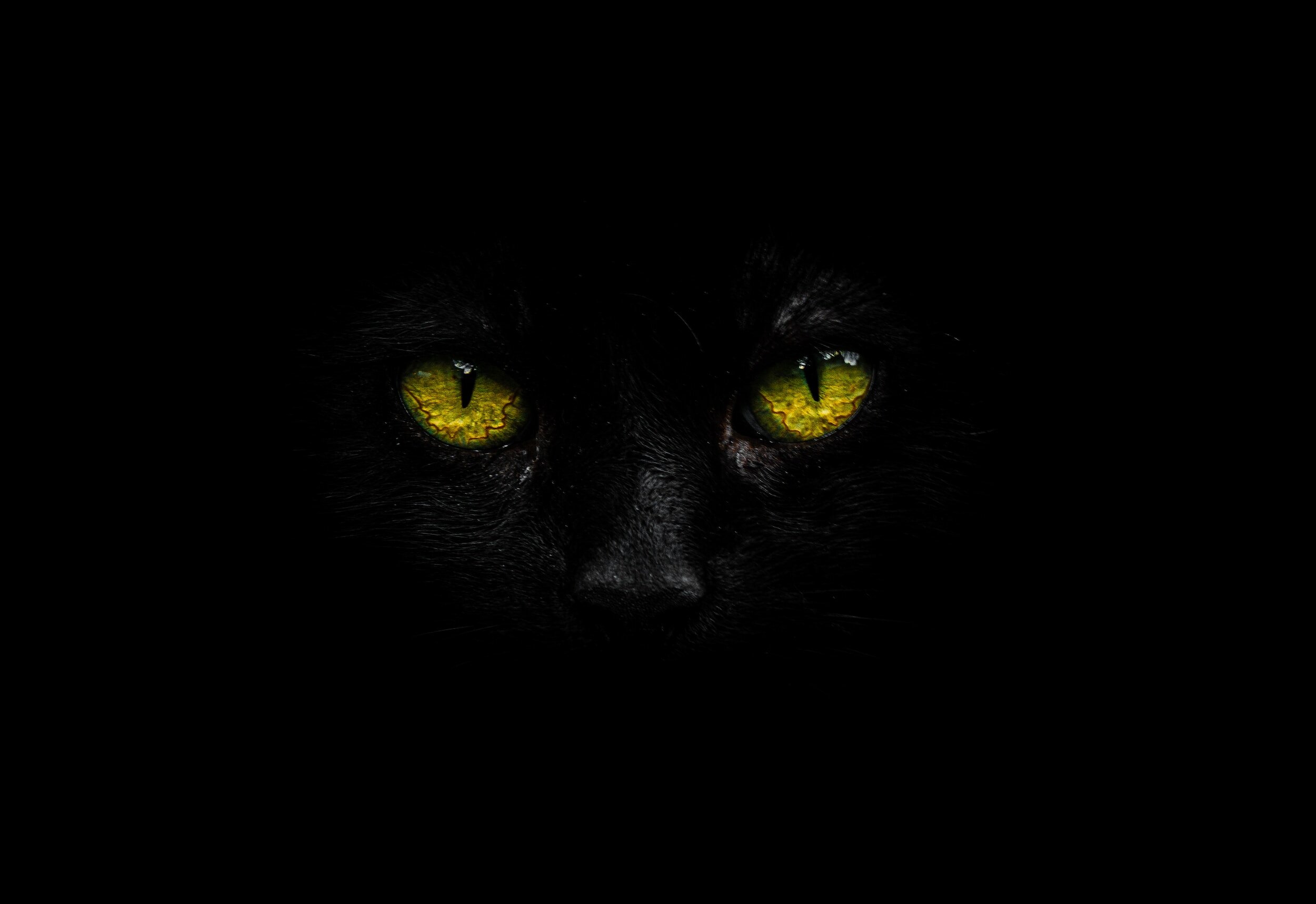 Kids: Eyes of the Wild: Animal Show