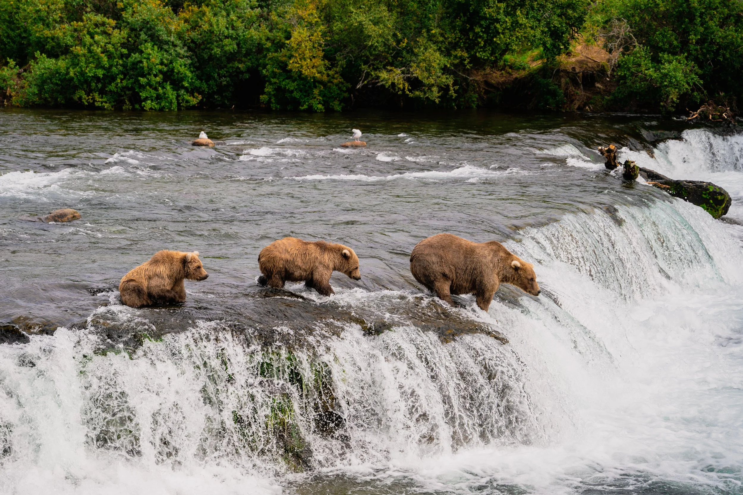 Why You Should Visit Alaska: Top 5 Reasons and Must-See Sites