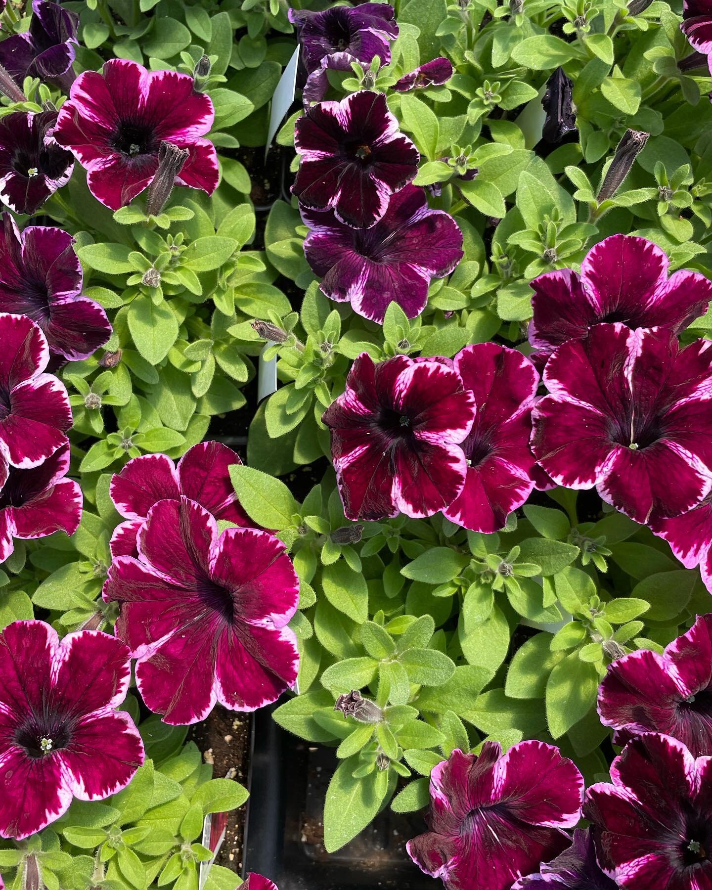 Want to maximize your curb appeal? Petunias are the answer! 

They look great in window boxes, container gardens, and of course, planted right in the ground. Best of all: these annuals bloom all the way through September!
.
.
.
#thegreenthumb #greent