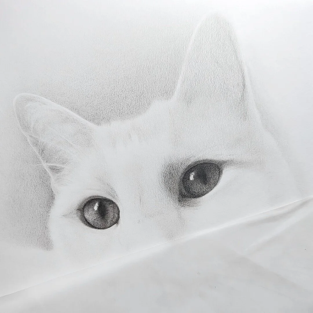 Finally a bit of cat content for the feed! When I saw the reference photos come through for this one, I knew it would be a good 'un. Loved working on this soft, dream-like portrait.

My client wanted to be surprised by the final outcome, which I can 