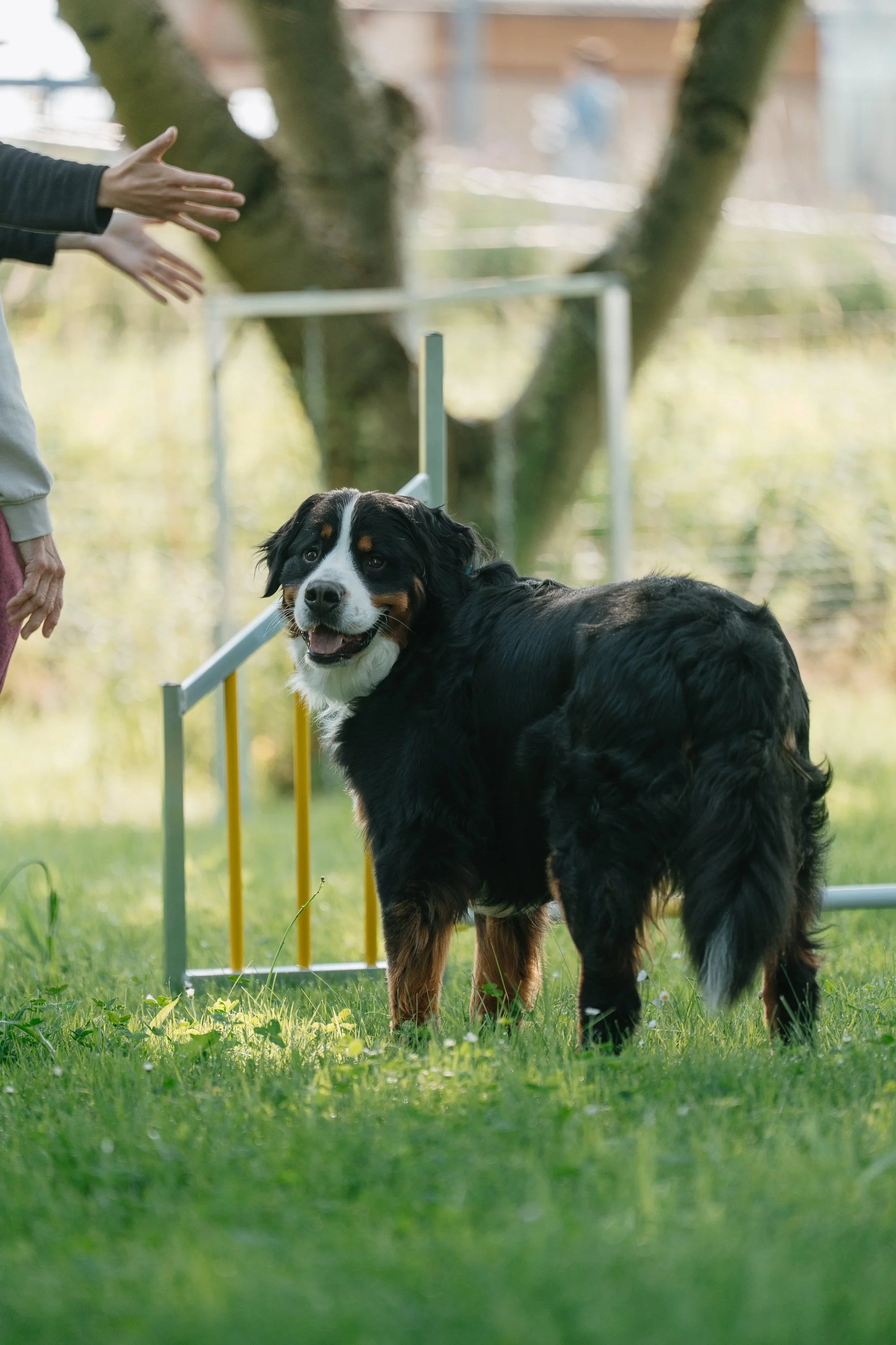 Ein Berner Sennenhund beim Looping, der auf einem Hindernis wartet, während eine Person die Hand zum Handzeichen ausstreckt