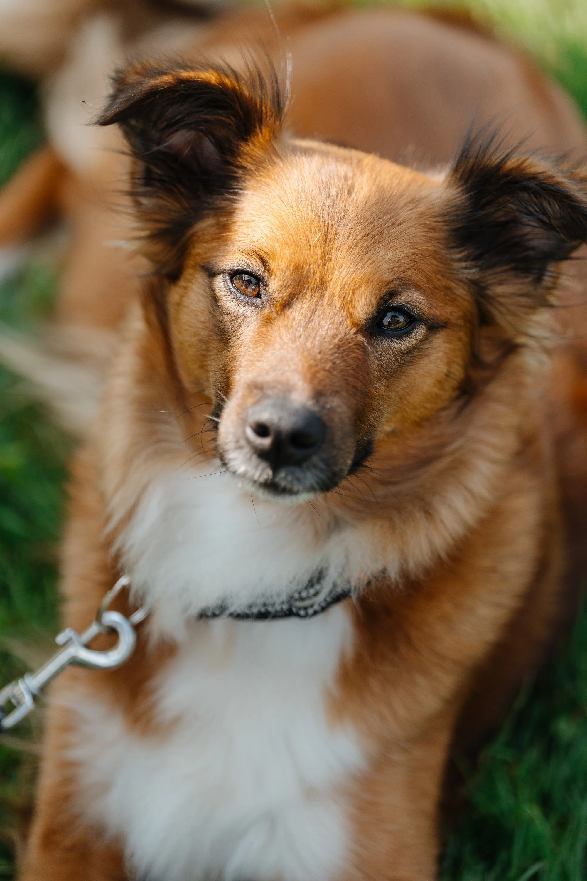 Nahaufnahme eines braunen Hundes mit weissen Flecken auf der Brust, der auf grünem Gras liegt, Blick in die Kamera gerichtet.