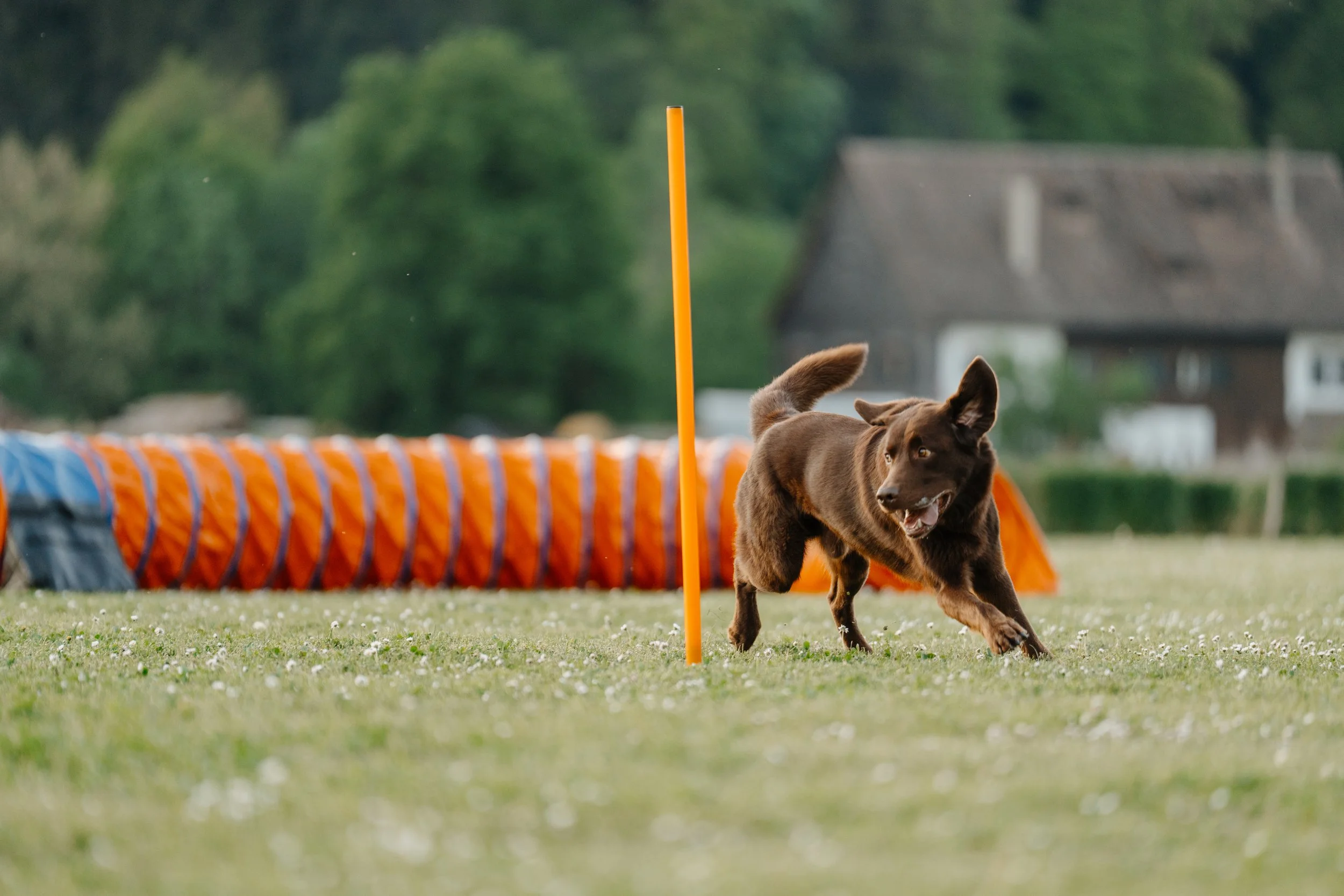 Ein Hund, der Looping macht, läuft durch einen Parcours auf einer grünen Wiese, mit einem Tunnel im Hintergrund.