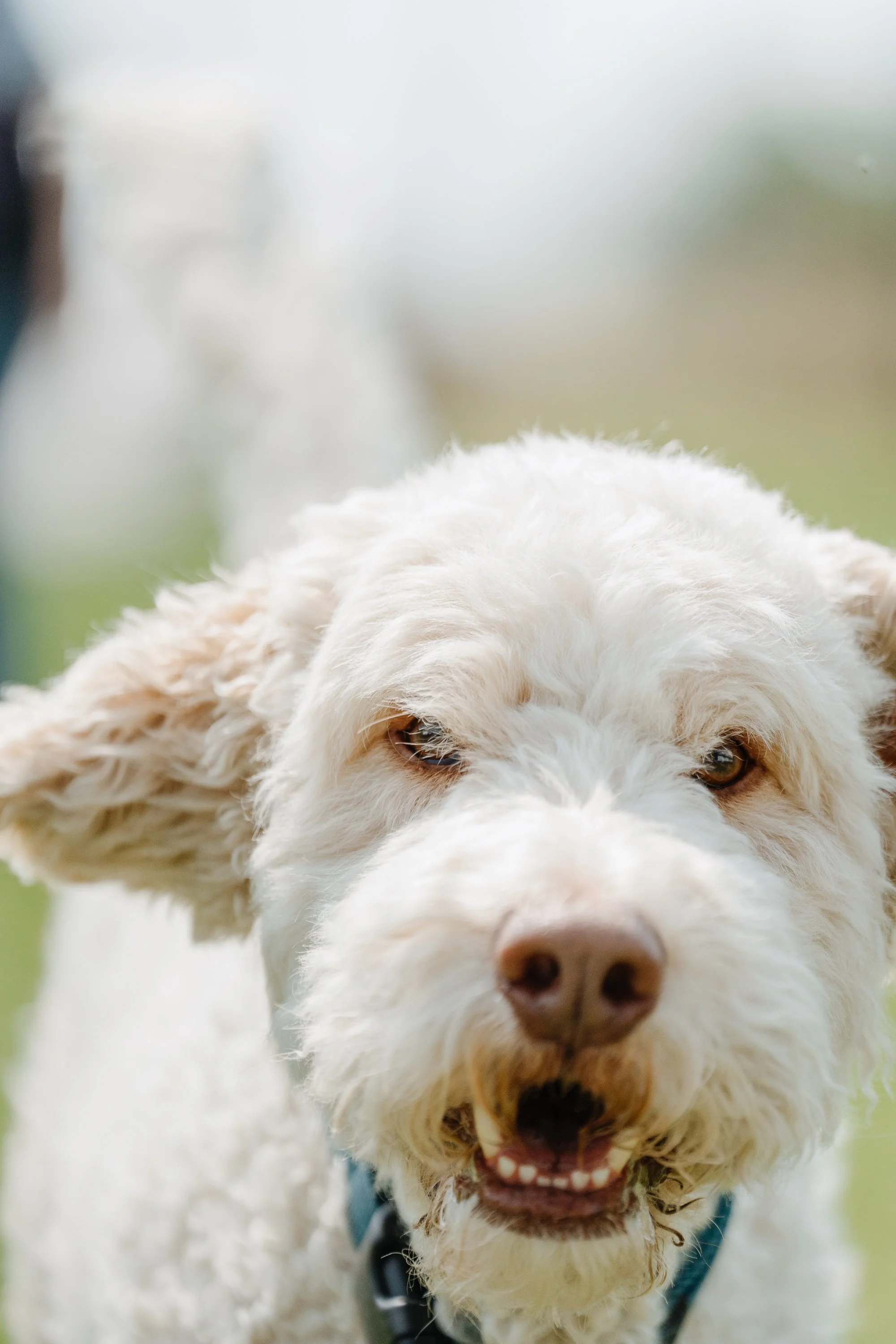 Nahaufnahme eines weissen, lockigen Barbets mit braunen Augen und hängenden Ohren im Freien.