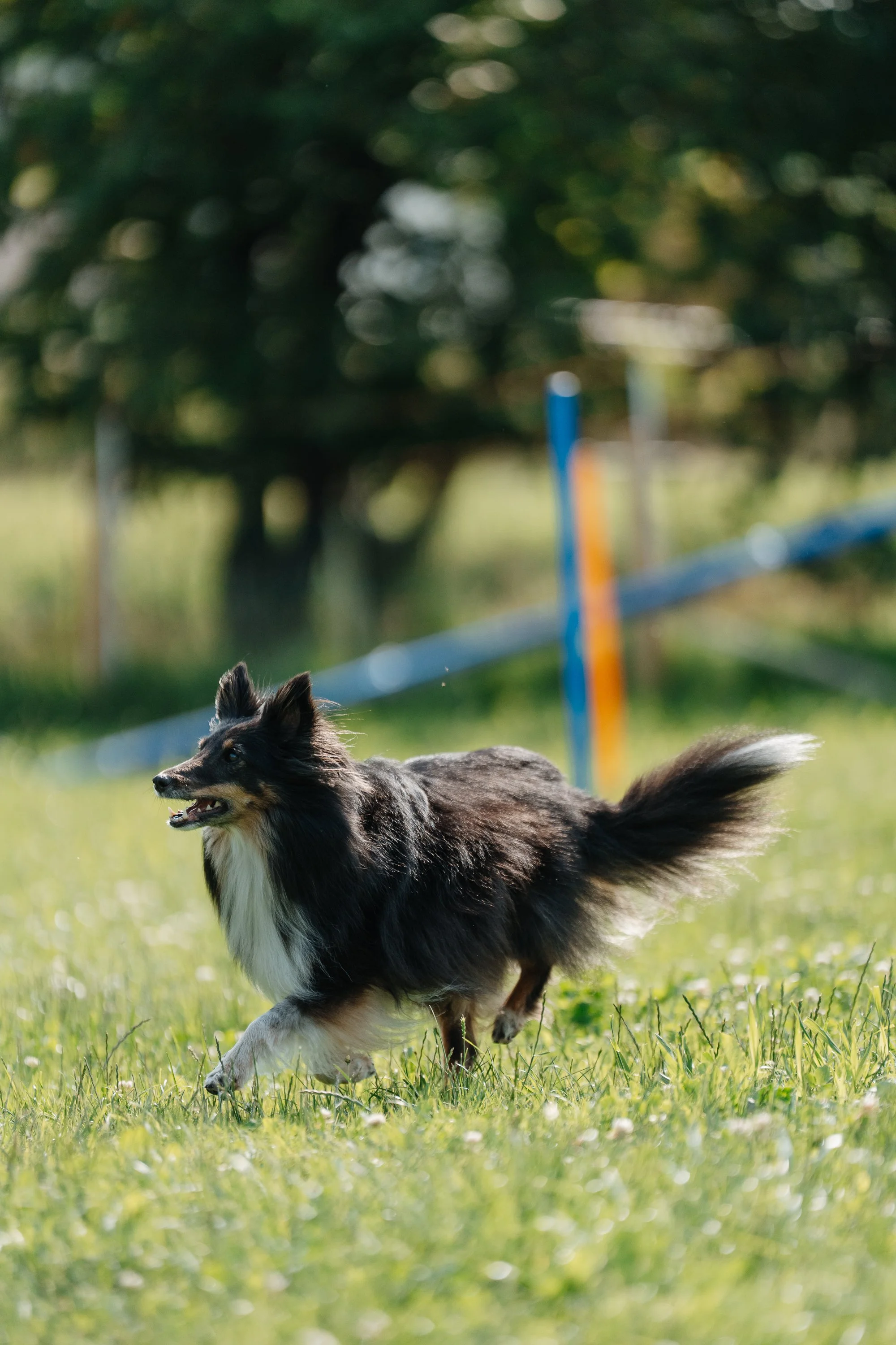Ein schwarzer Sheltie läuft auf der Hundewiese. 