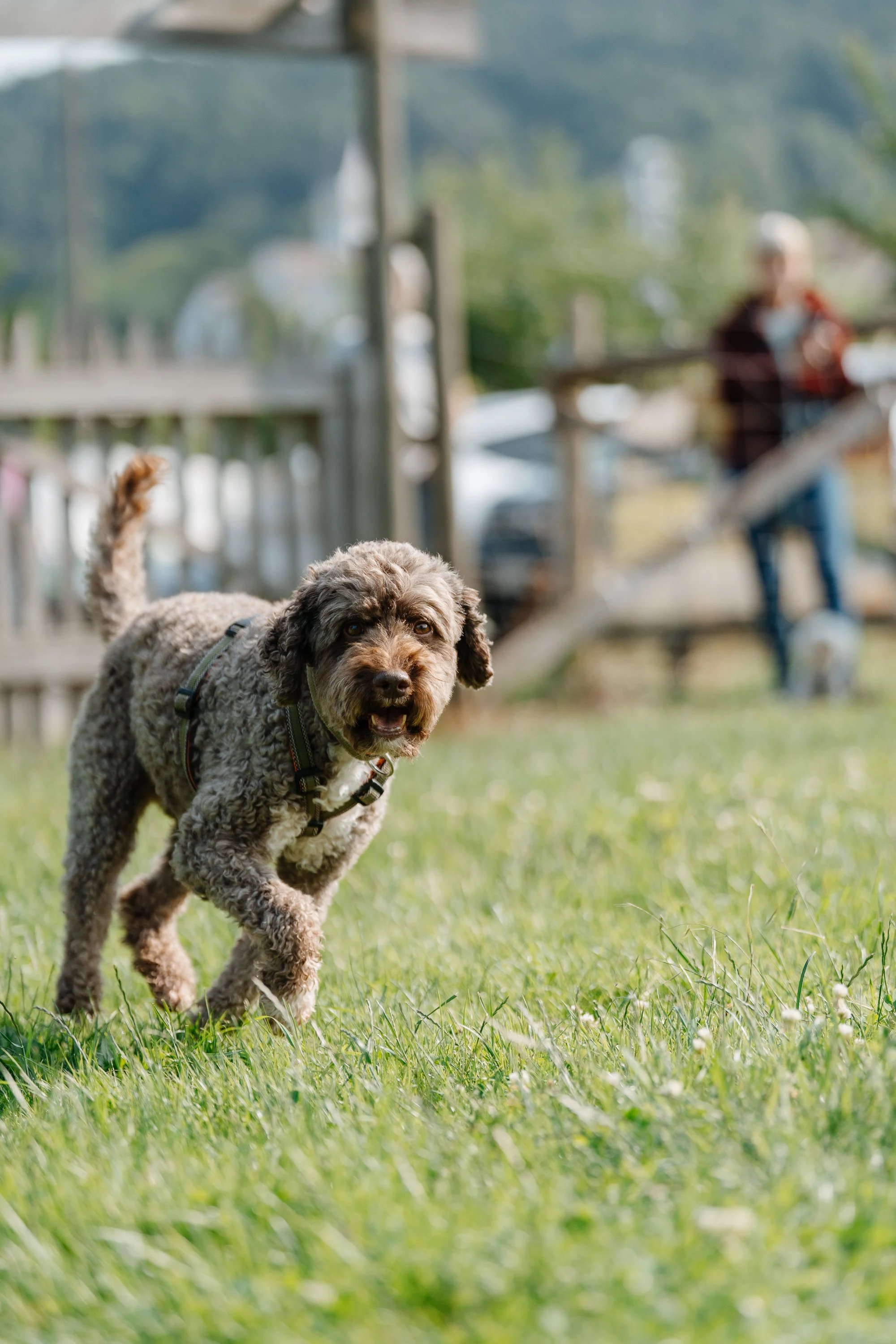 Ein Lagotto Hund läuft auf einem grünen Rasen, im Hintergrund sind eine Person und ein weiteres Tier sichtbar, die auf der Hundewiese sind.
