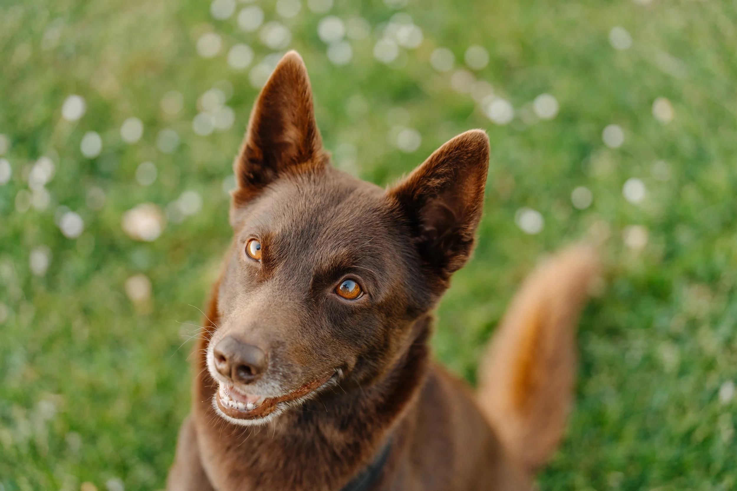 Brauner Kelpie Hund mit spitzen Ohren auf grünem Gras, blickt nach oben, leuchtende Augen, fröhlicher Ausdruck, Nahaufnahme.