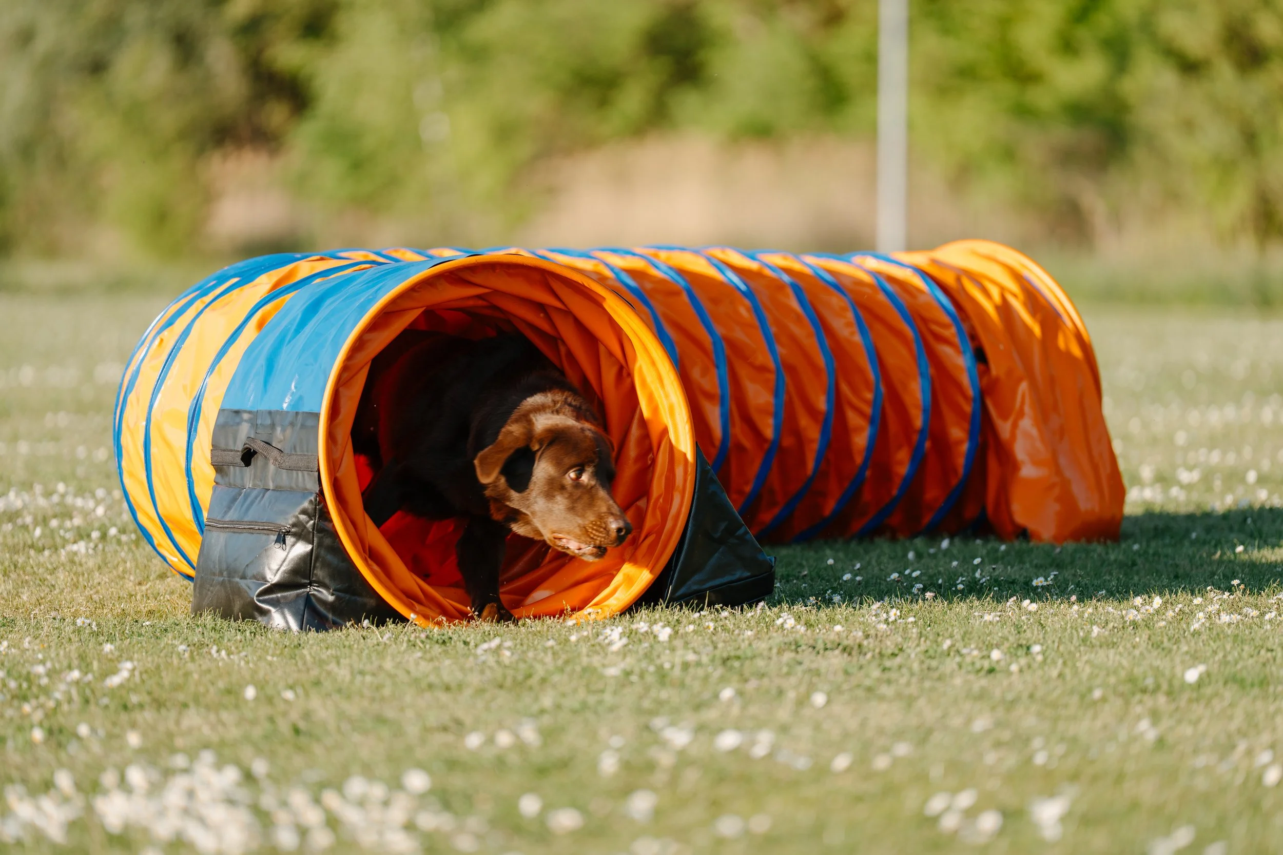 Ein brauner Australian Shepherd-Labrador-Mischling beim Looping-Training, der aus einem rot-orangefarbenen Tunnel kommt, auf einem grünen Rasen mit kleinen weissen Blumen und Bäumen im Hintergrund.