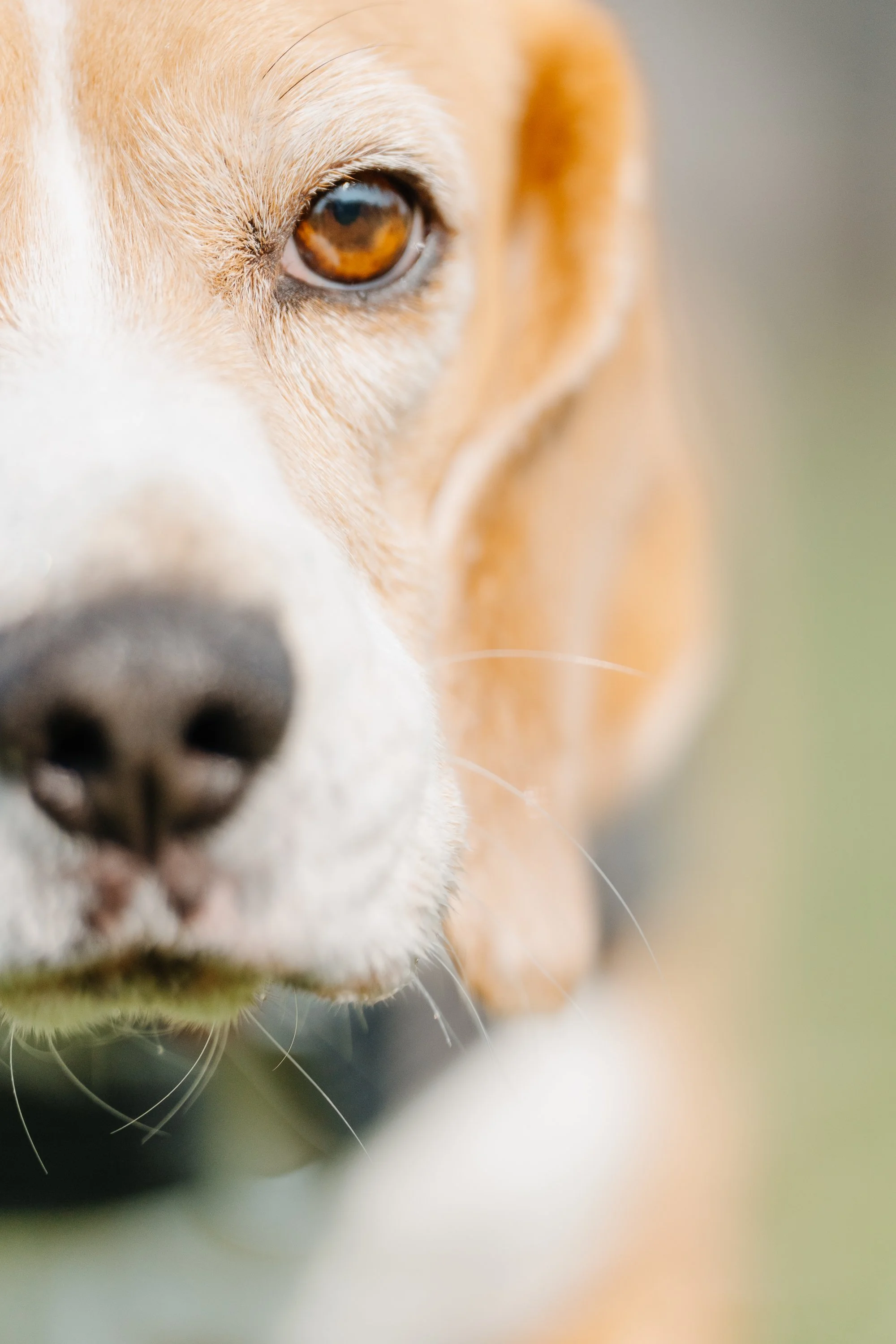 Nahaufnahme eines Beagles mit braunem Auge und weiß-bräunlichem Fell.