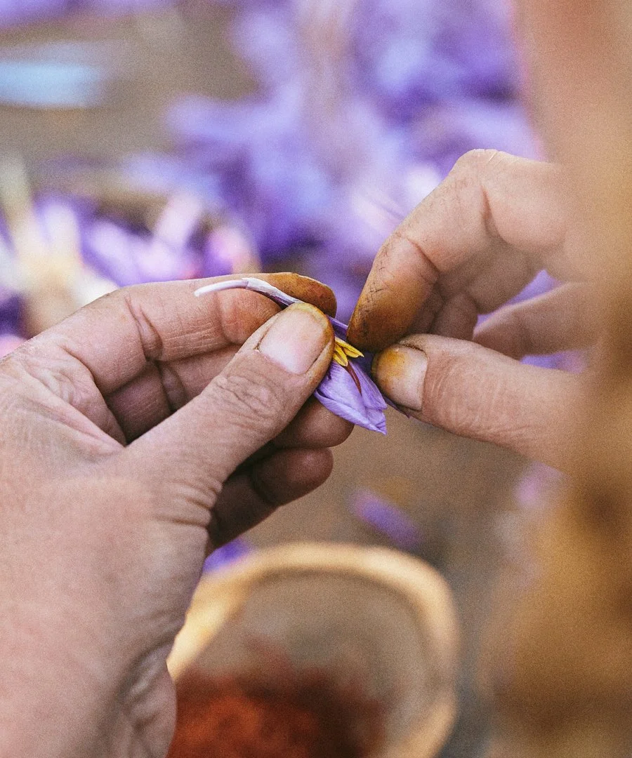 Sorting saffron at Peace & Plenty Farm