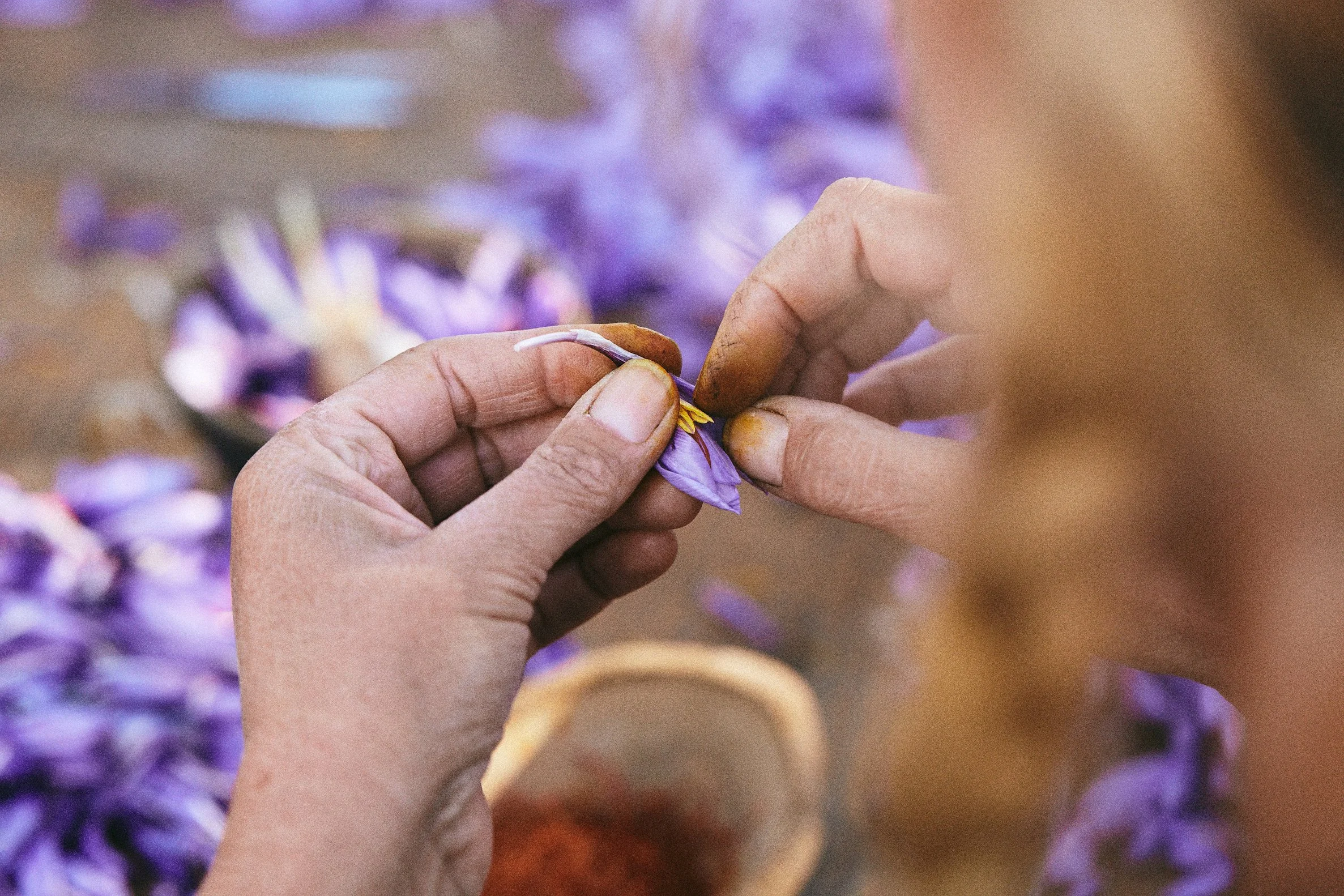 Hands harvesting saffron at Peace & Plenty Farm