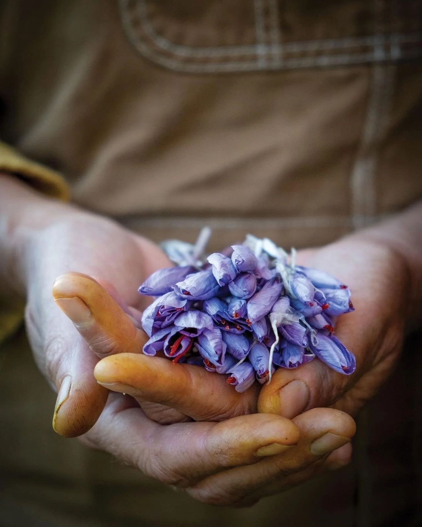 Women holding saffron flowers 