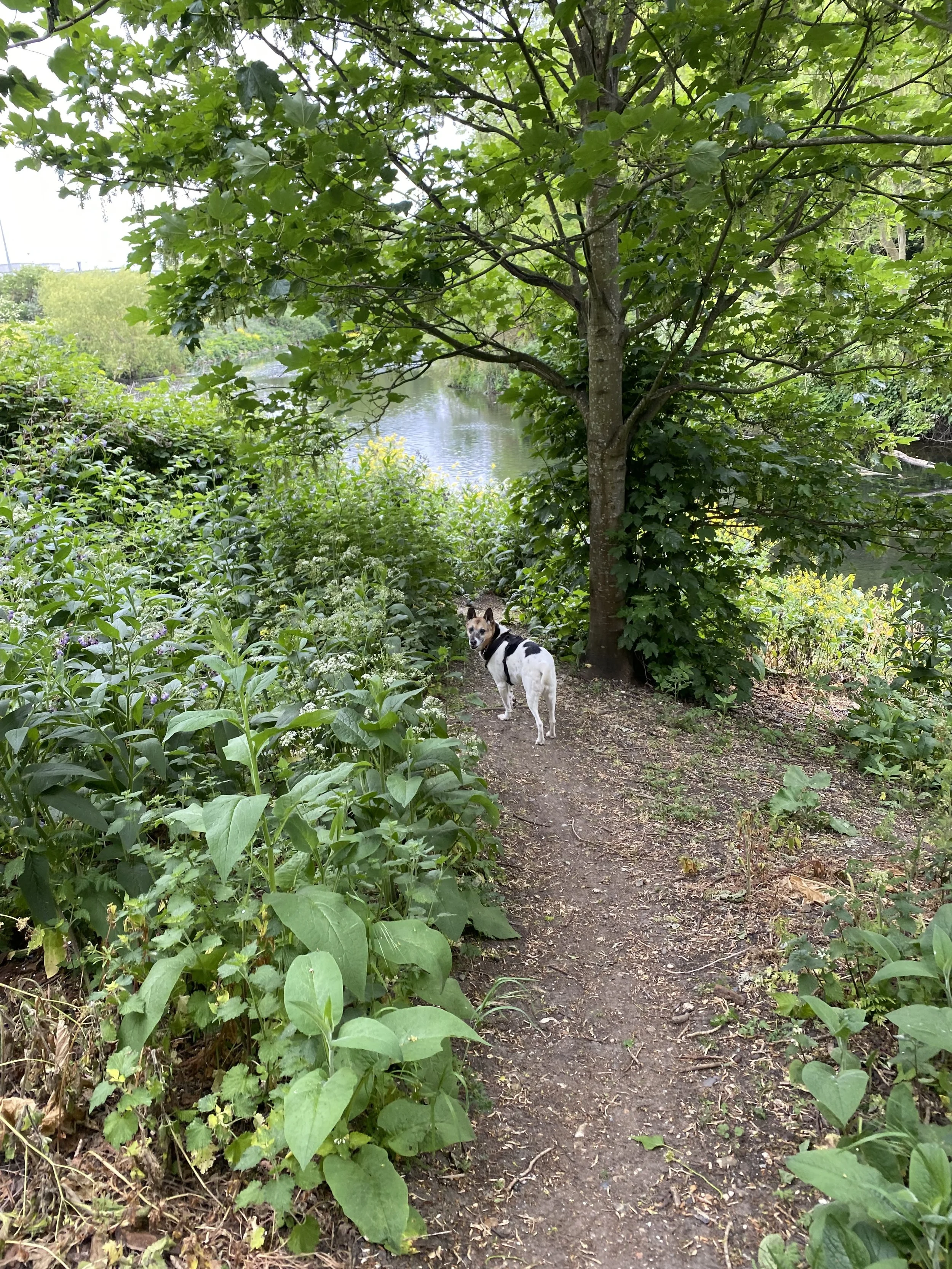 IMG_7053.jpeg
