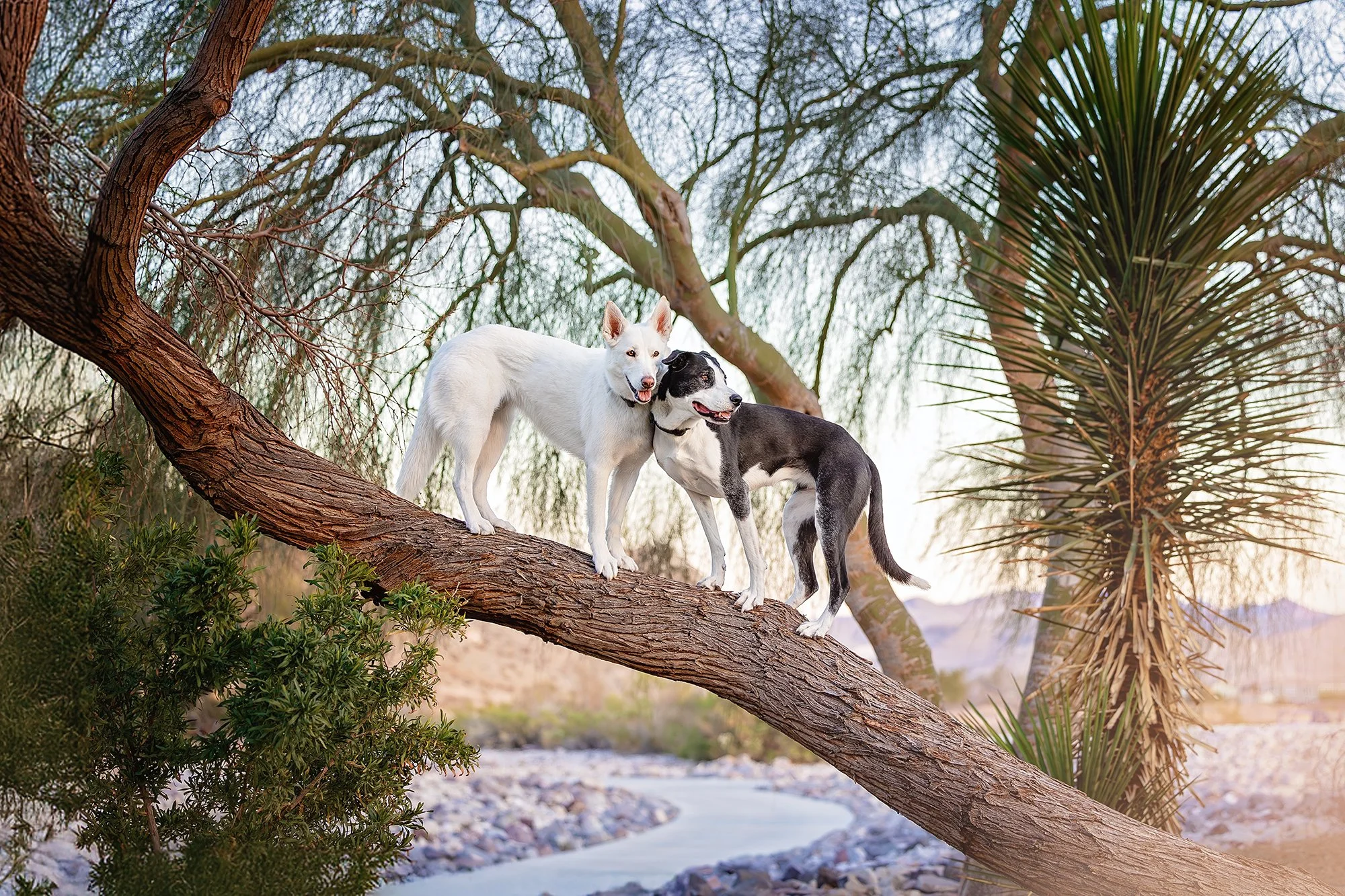 two dogs in a tree during sunset.jpg