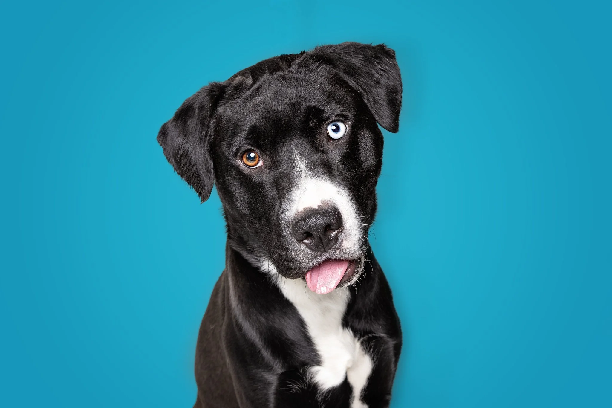 black and white dog with blue backdrop_studio session.jpg