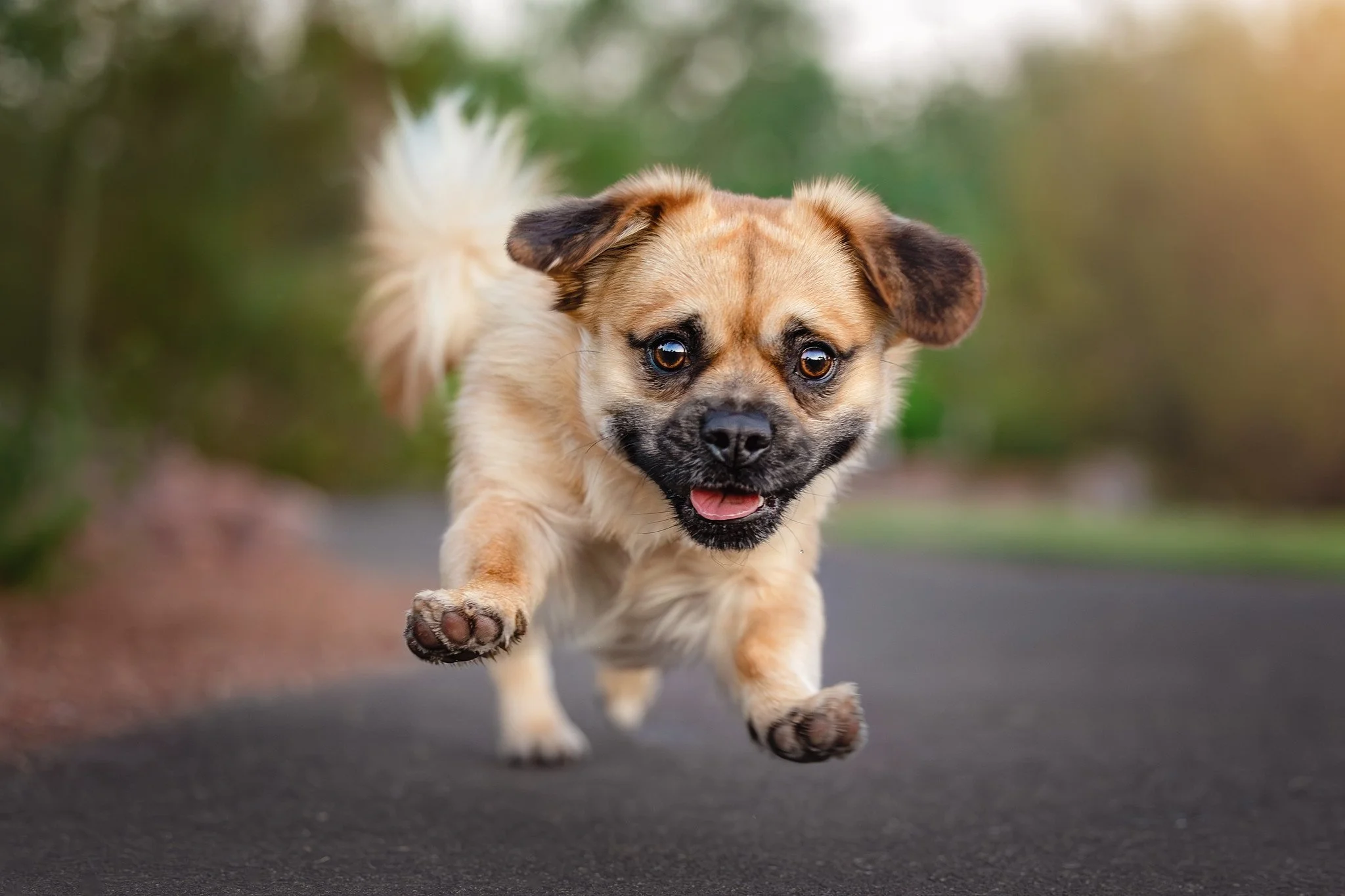 small black and tan puppy running towards camera