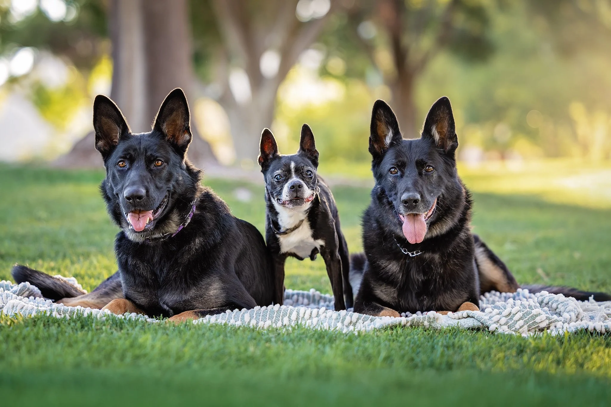 two black gsd and one black and white boston terrir laying on a blanket in a park
