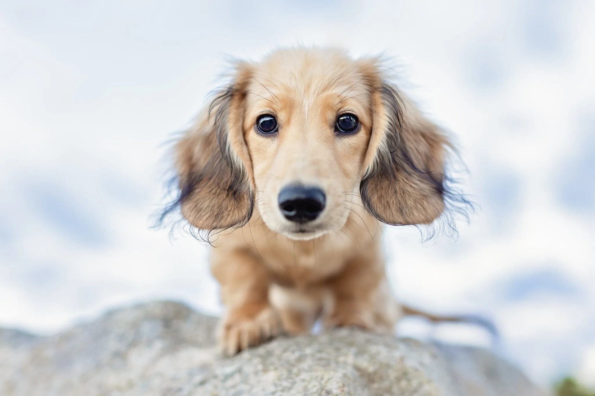 cream colored dachshund puppy staring down at camera from a rock