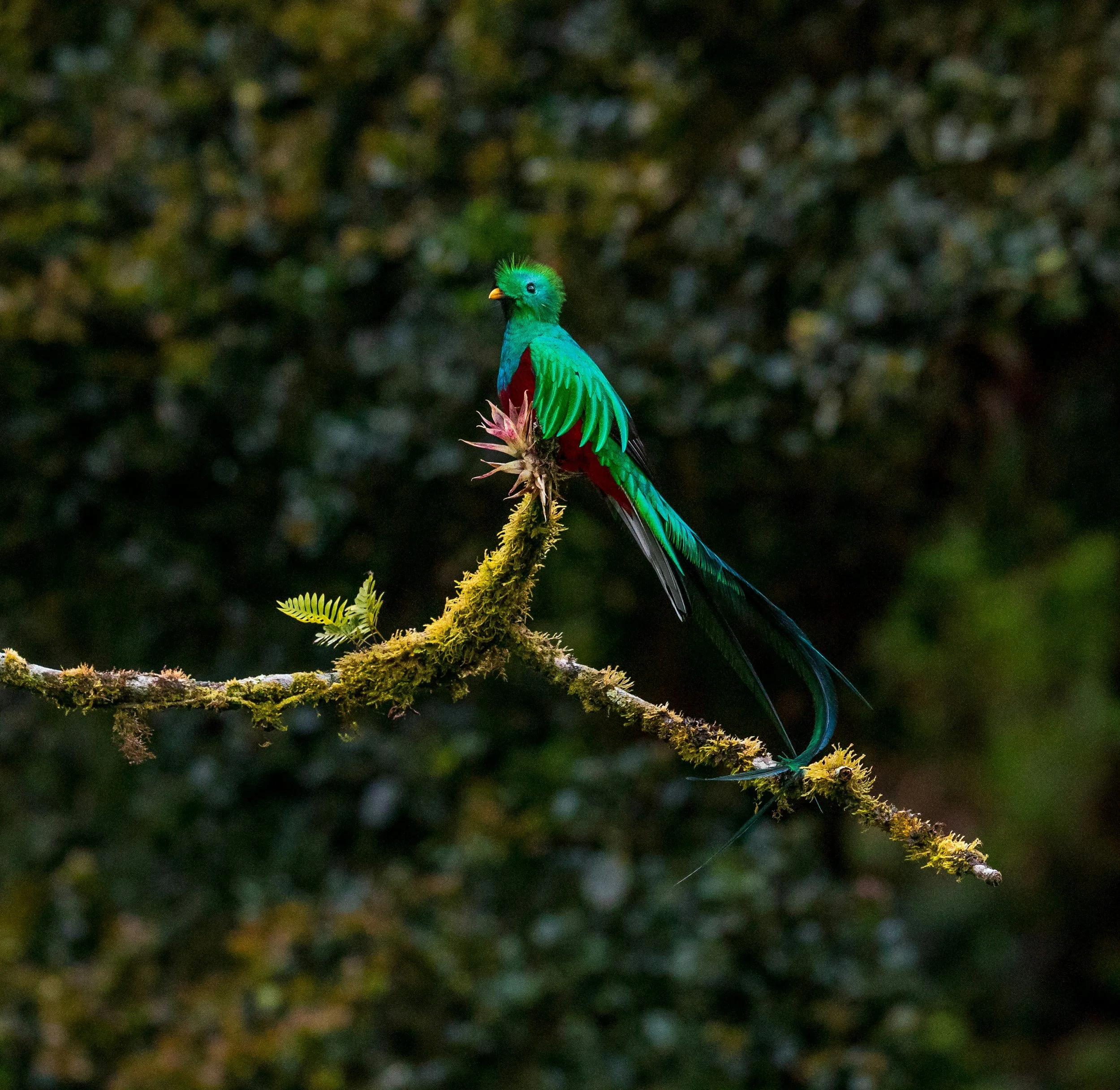The elusive quetzal is best seen in San Gerardo de Dota with guides