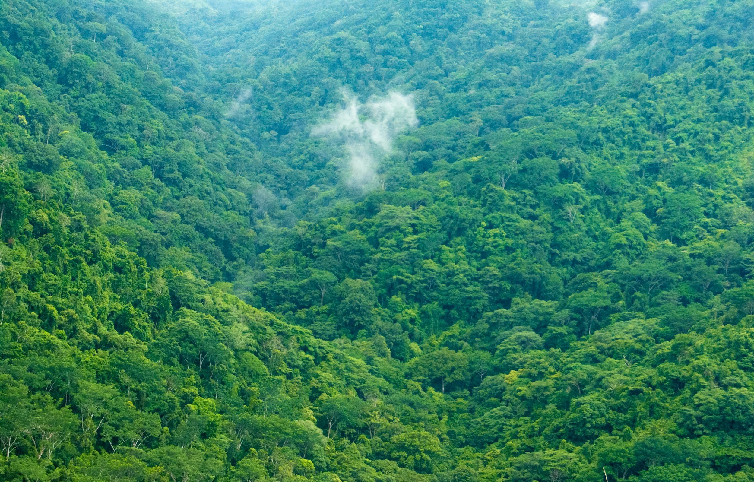 The rich deep jungle of Carara National park serves as a great birding spot.