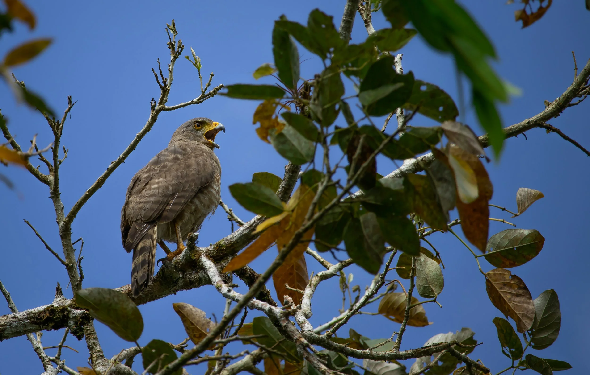 A stunning hawk makes noise as seen in Caño Negro Wildlife Refuge