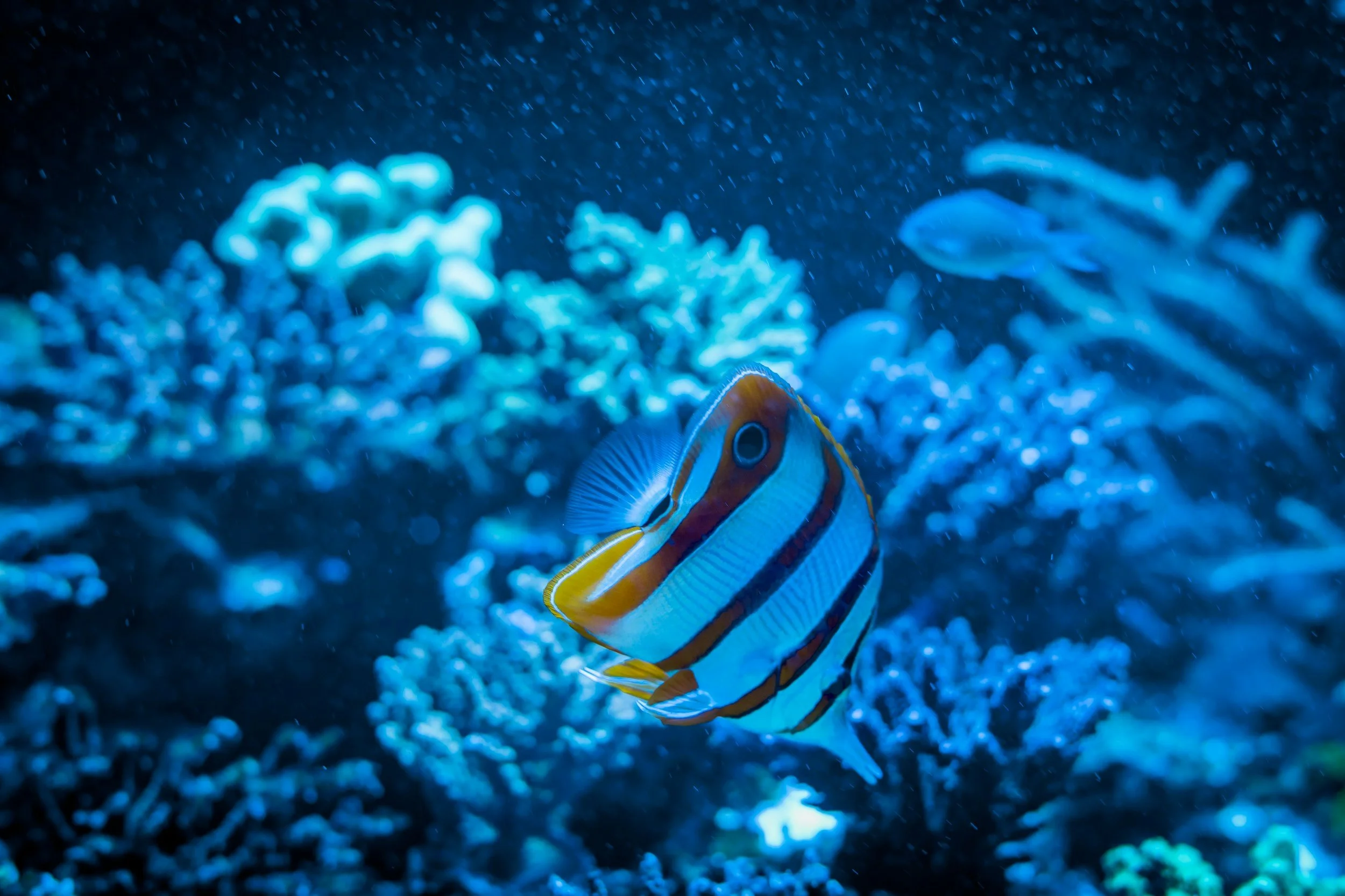 A butterfly fish swims among the coral at Cahuita National Park