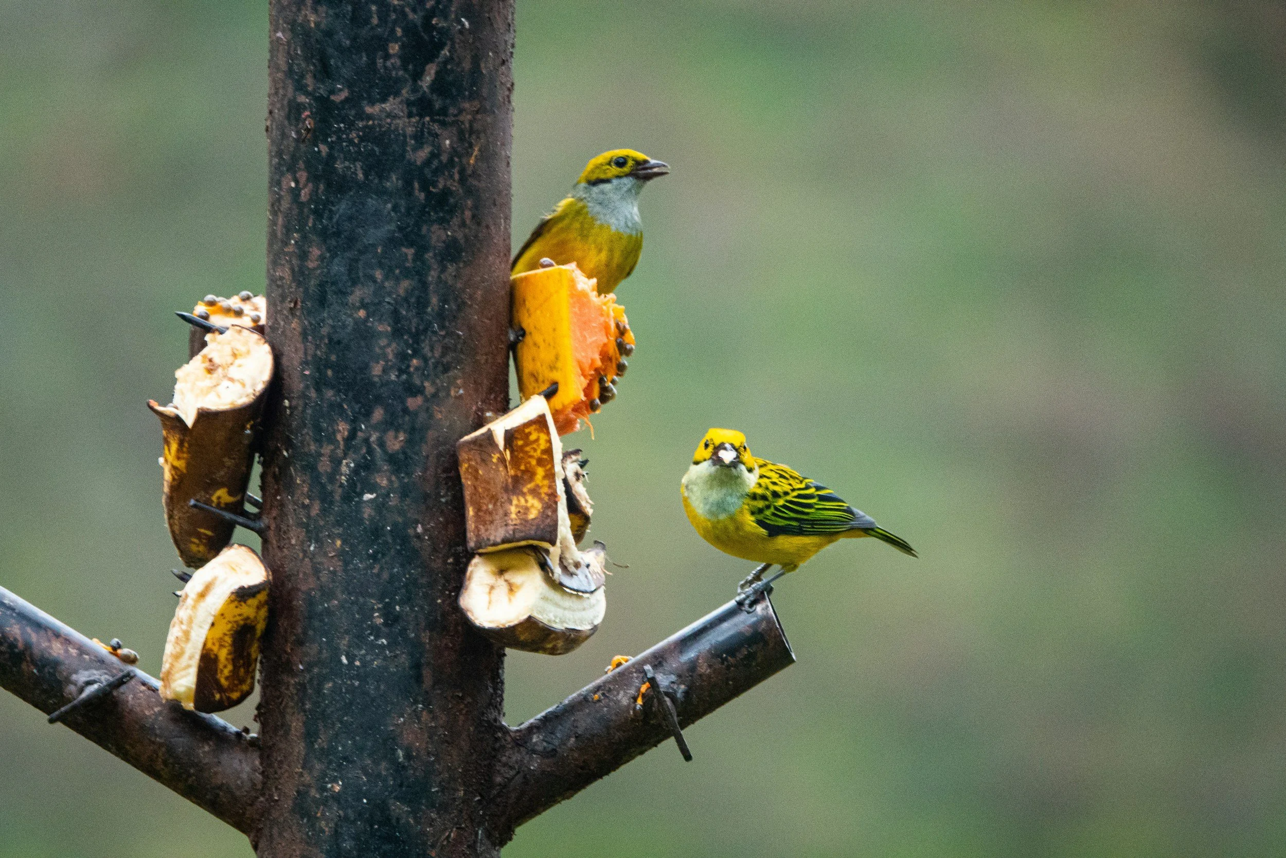 tropical birds feeding on bananas in costa rica