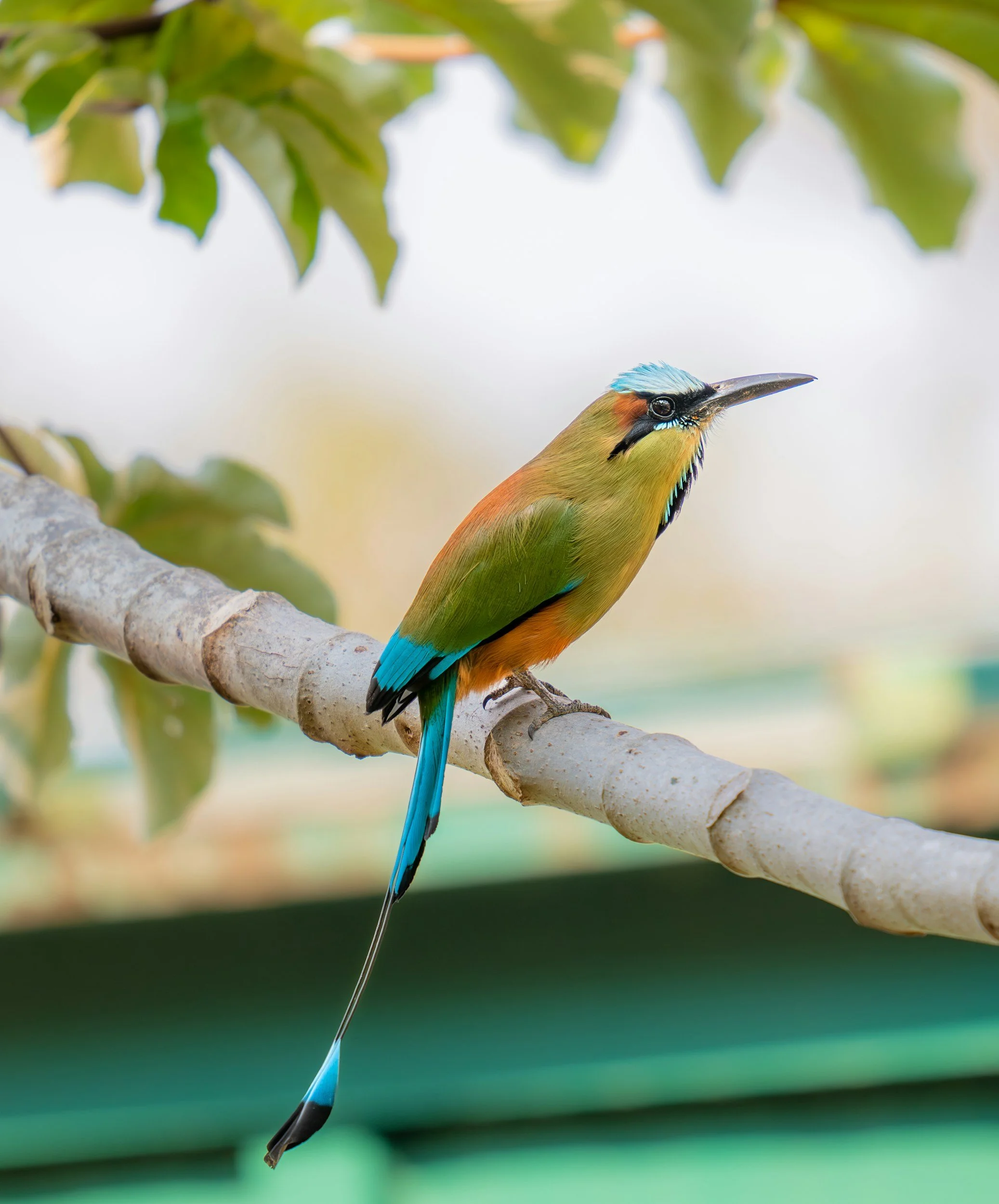 tropical bird  in costa rica