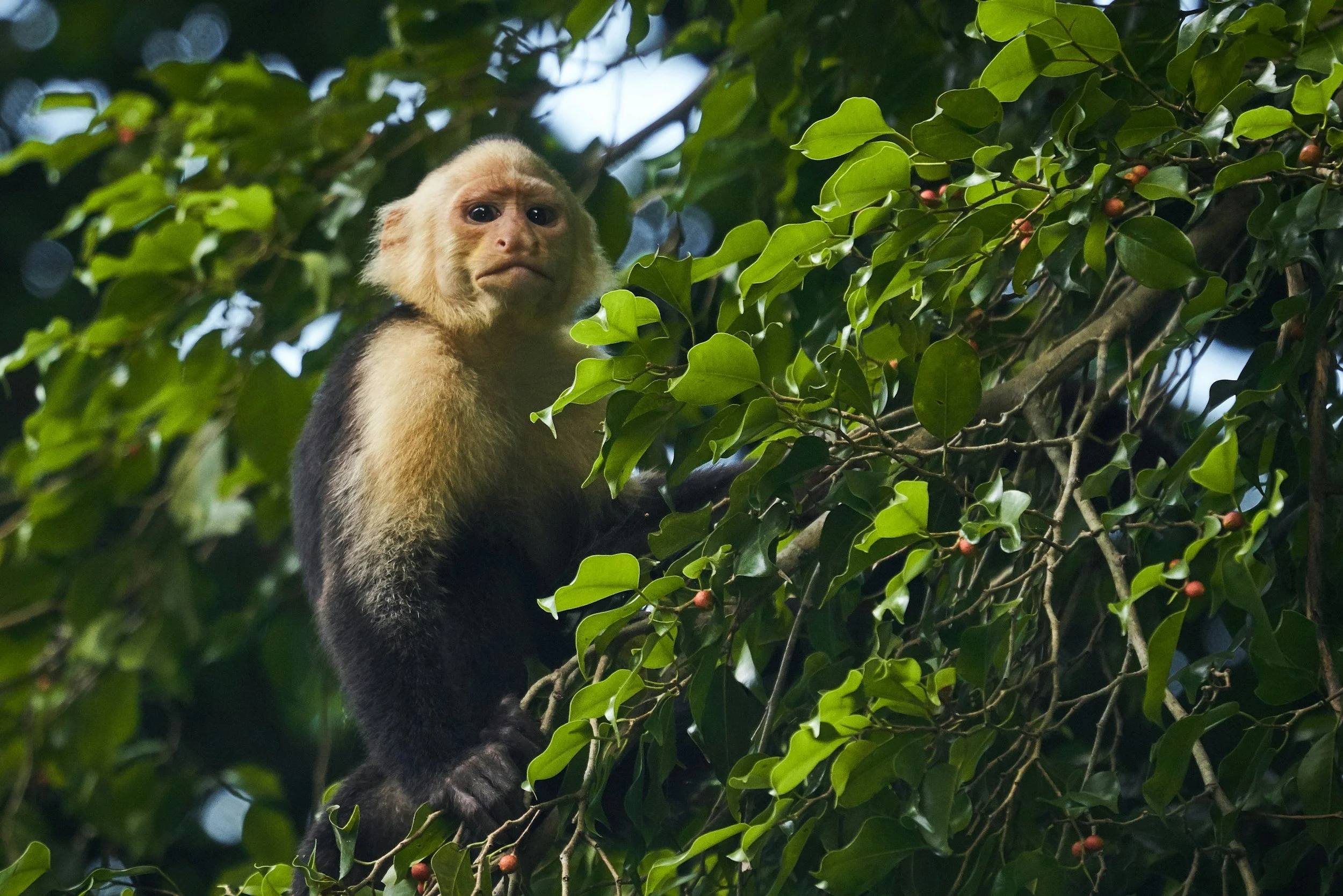 A white faced capuchin monkey through the trees in Cahuita