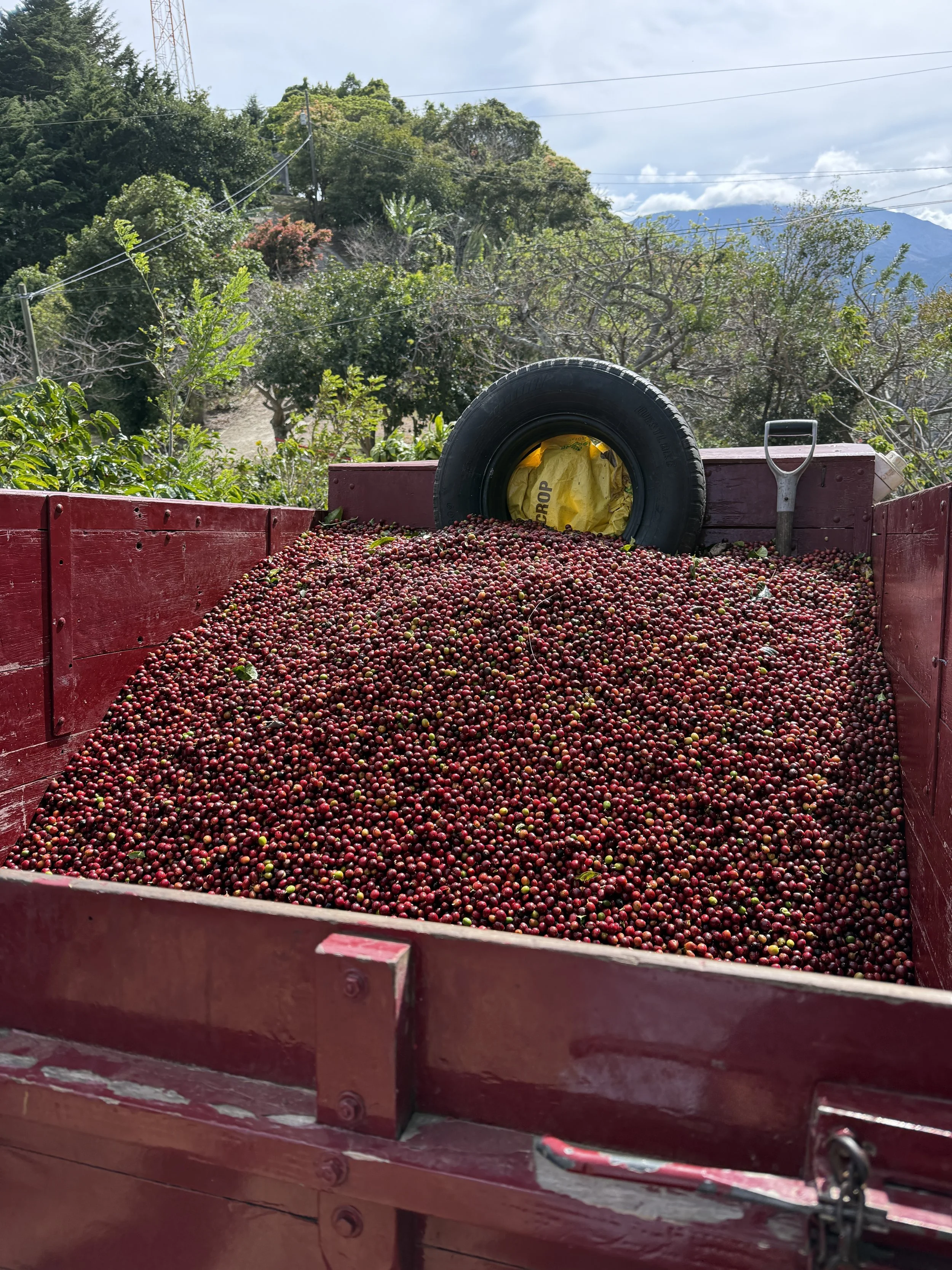 Coffee berries loaded into a truck ready to be processed