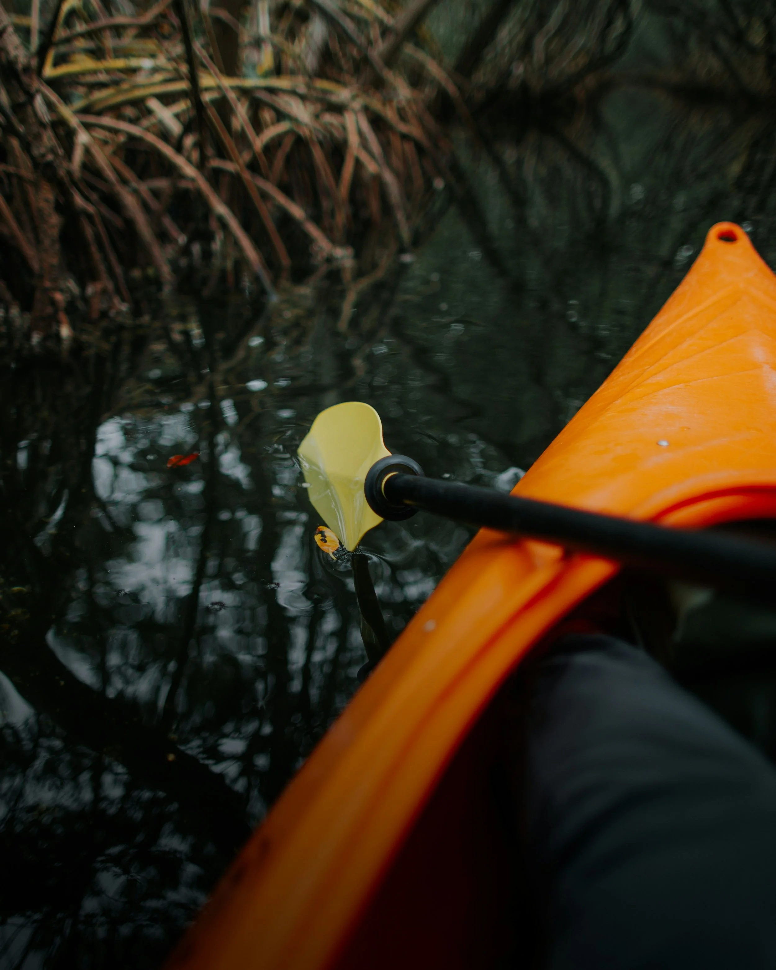 A kayaker navigates the mangroves in Golfo Dulce