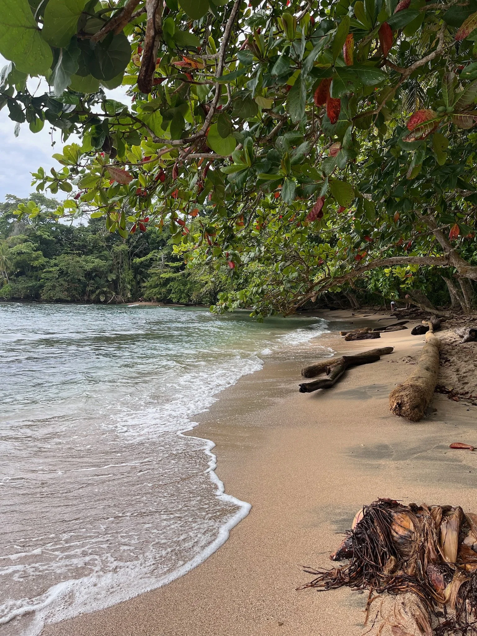 Secret beach playa bite hidden deep in manzanillo park.
