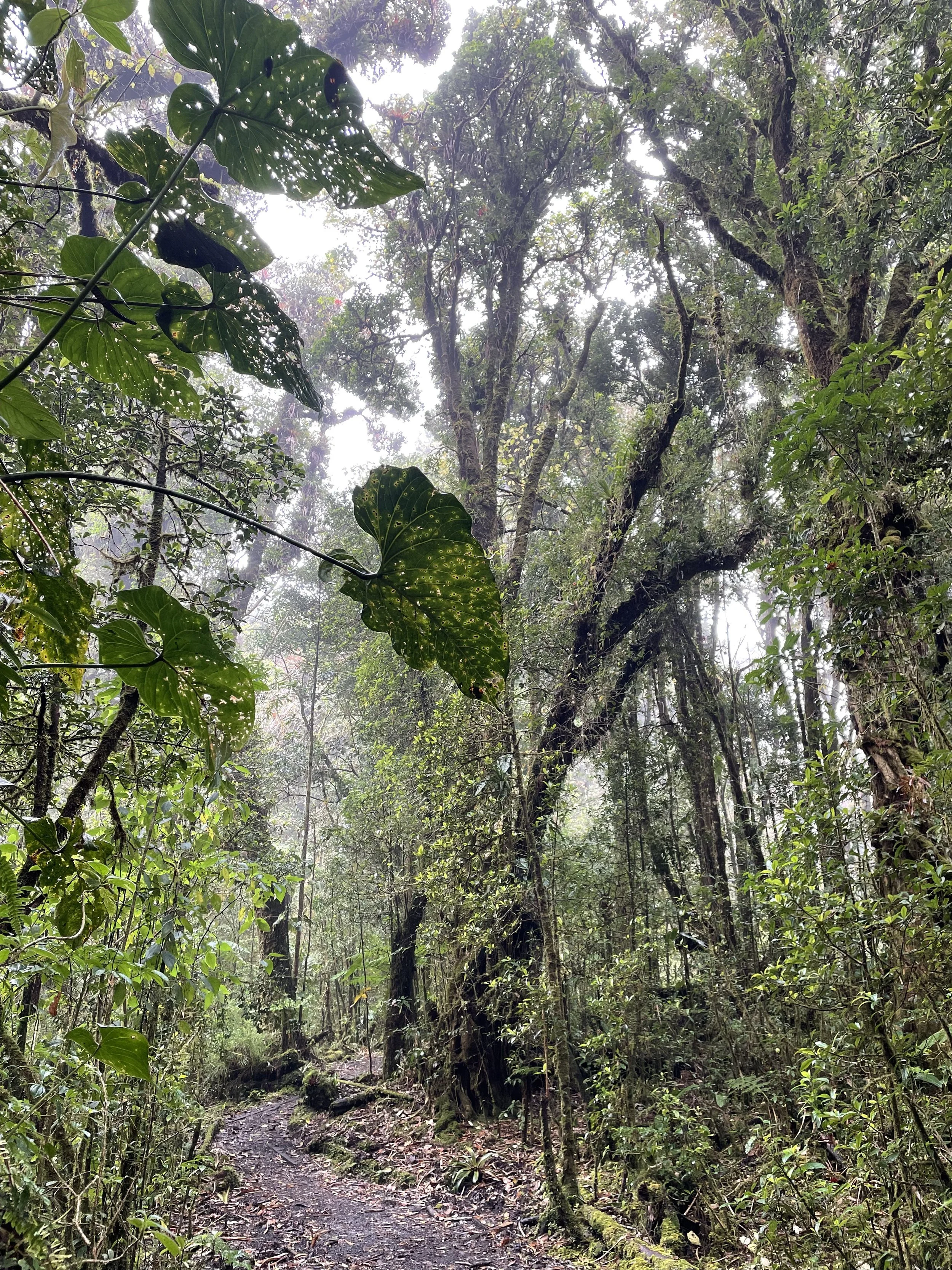 Barva Volcano national park hiking trails