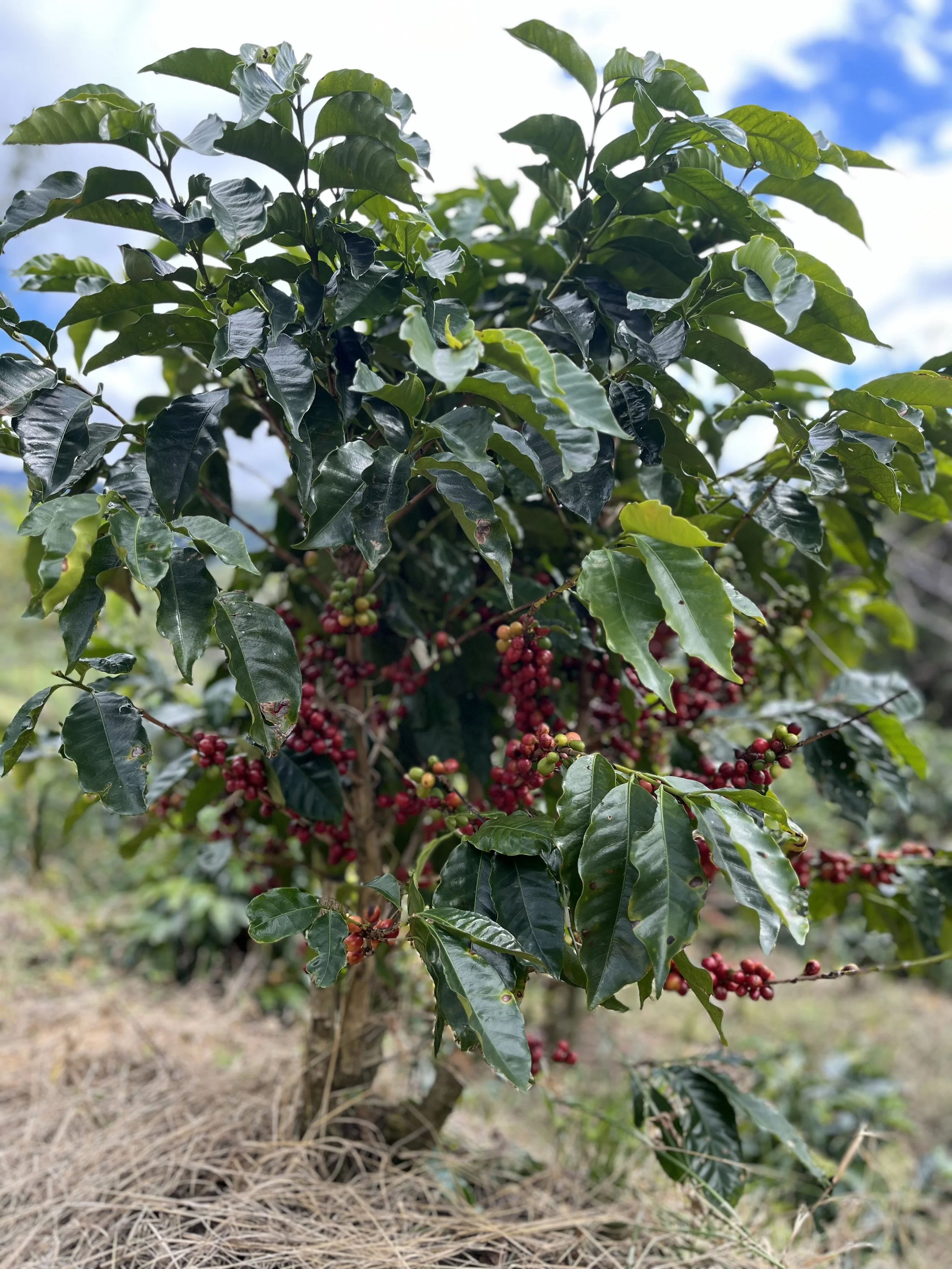 Ripe Coffee Beans ready for picking in Zona de Los Santos Costa Rica