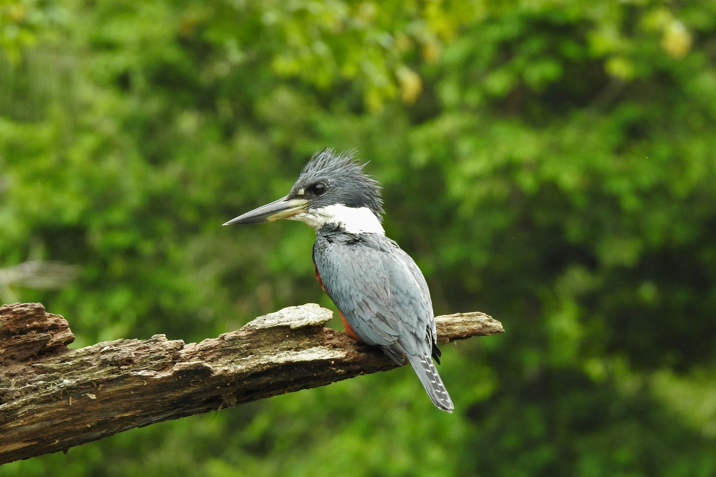 A ringed kingfisher as seen in Tortuguero National Park