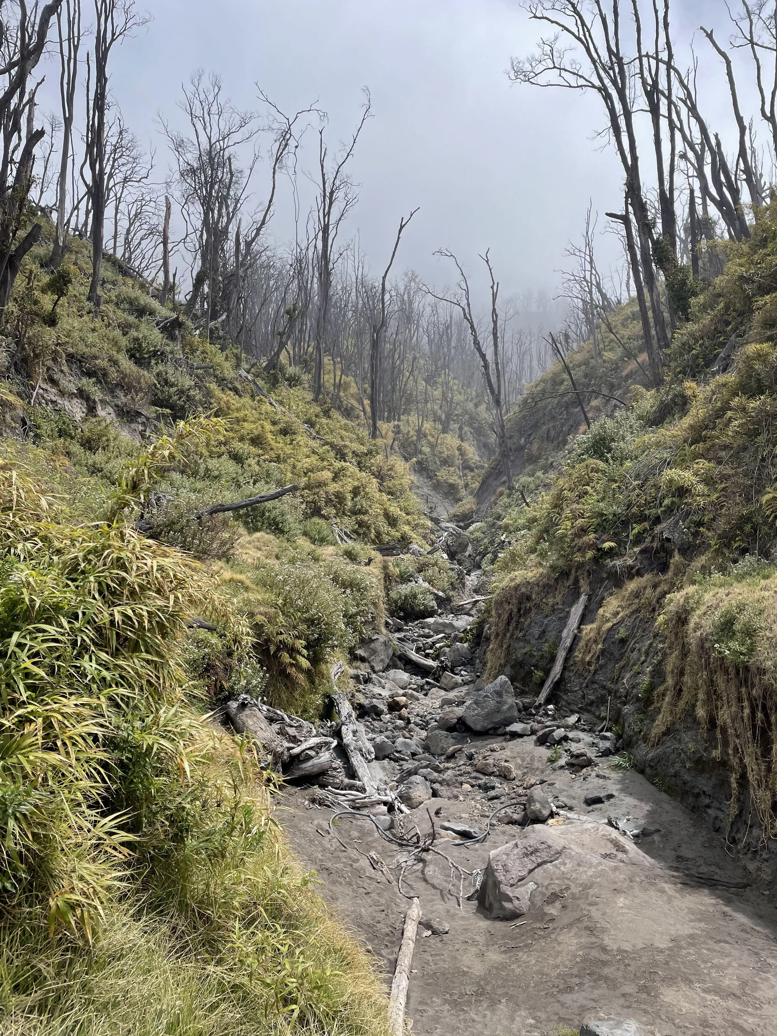 The burnt forest on Turrialba Volcano after reopening in 2021