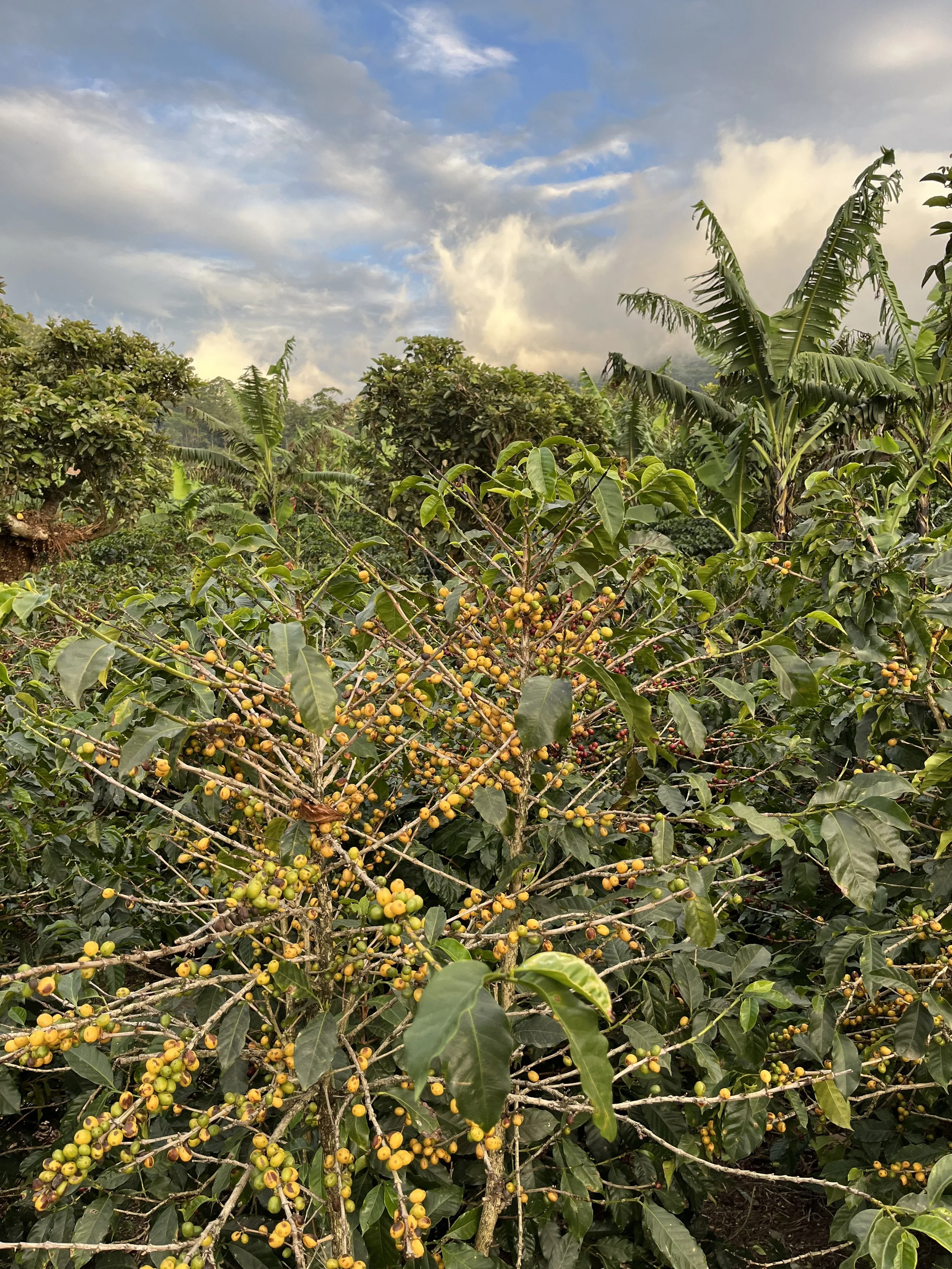 A coffee plant with yellow beans ready to pick.