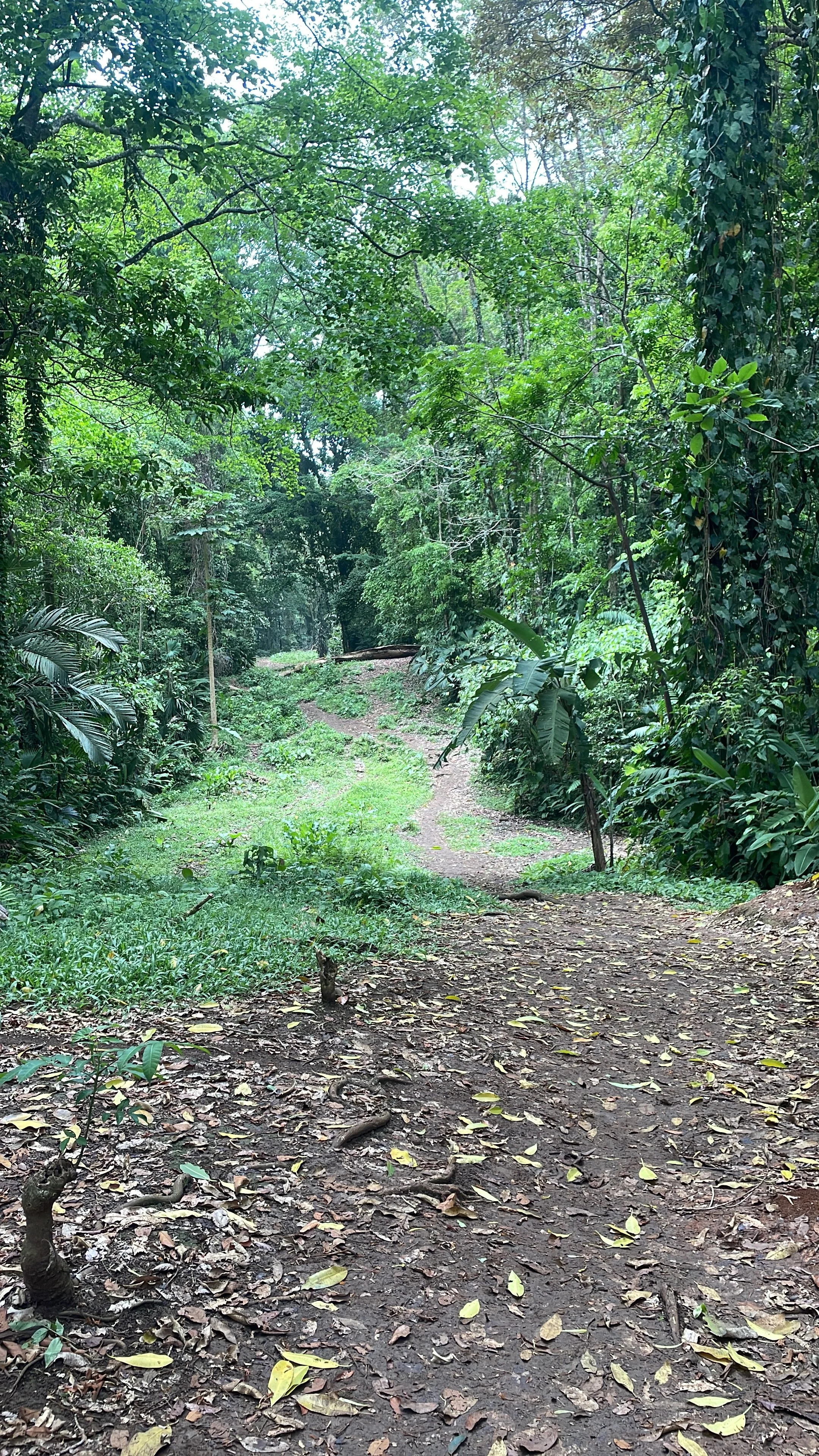 the lesser manicured trails of manzanillo national park