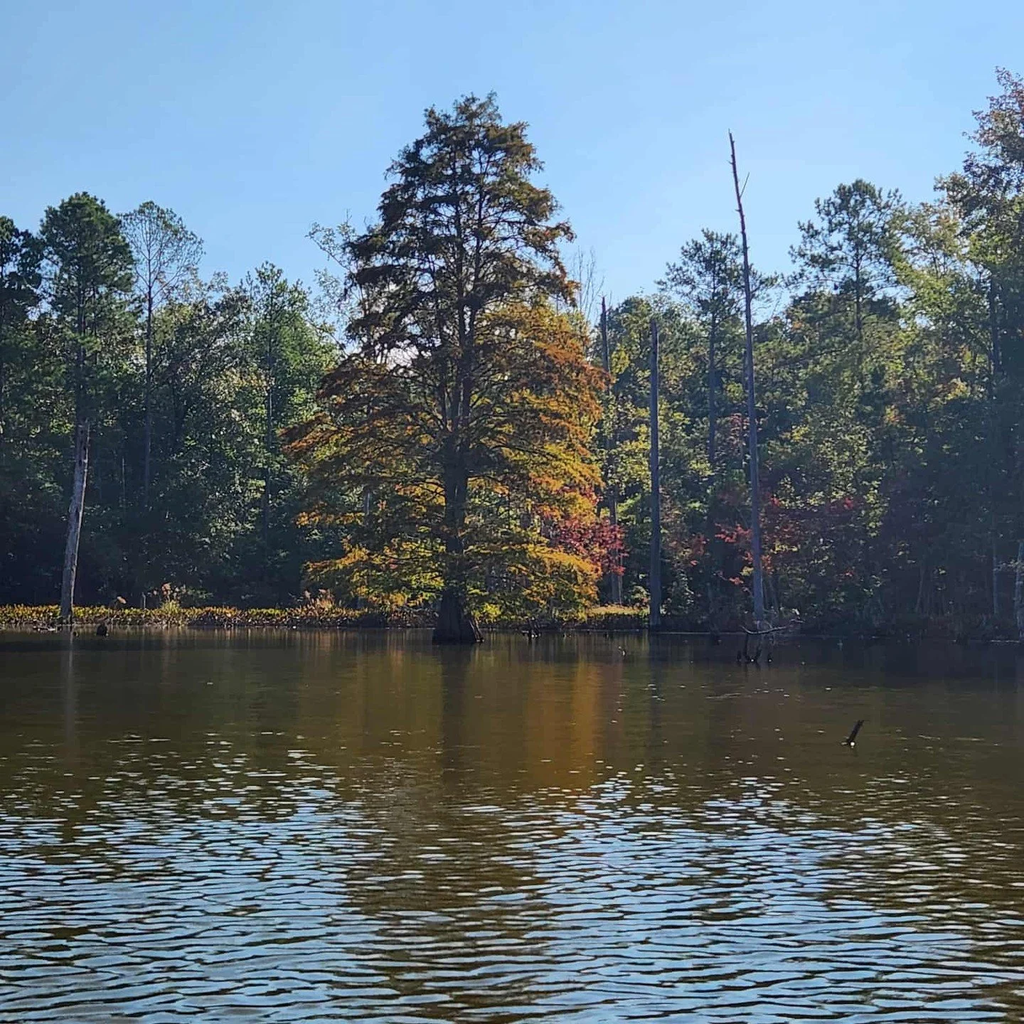 What a beautiful day on the lake!
Location: Lake Murray
Ambassador: Amanda
