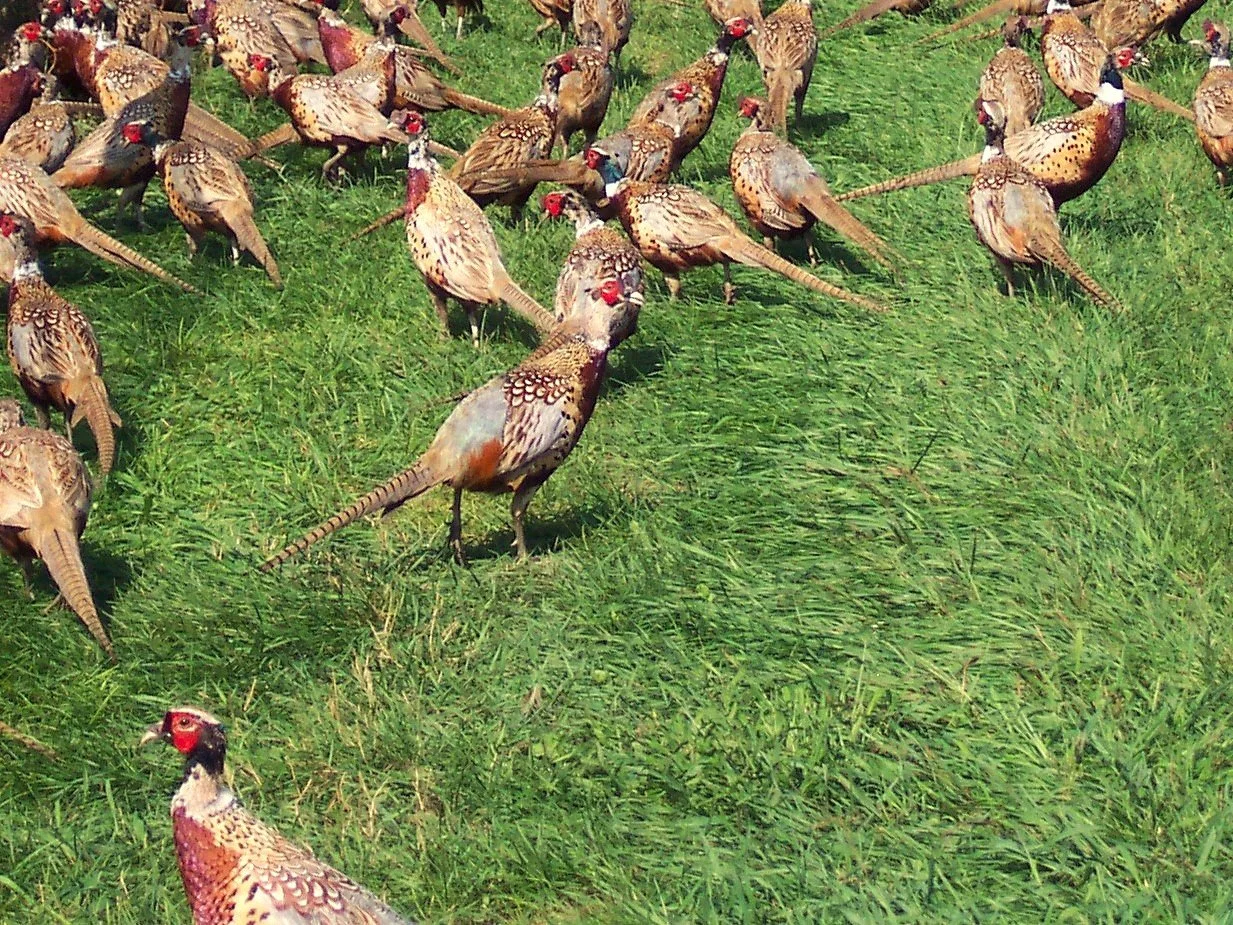 Pheasants grazing on grass at the Wisconsin farm where we source our pheasant products.