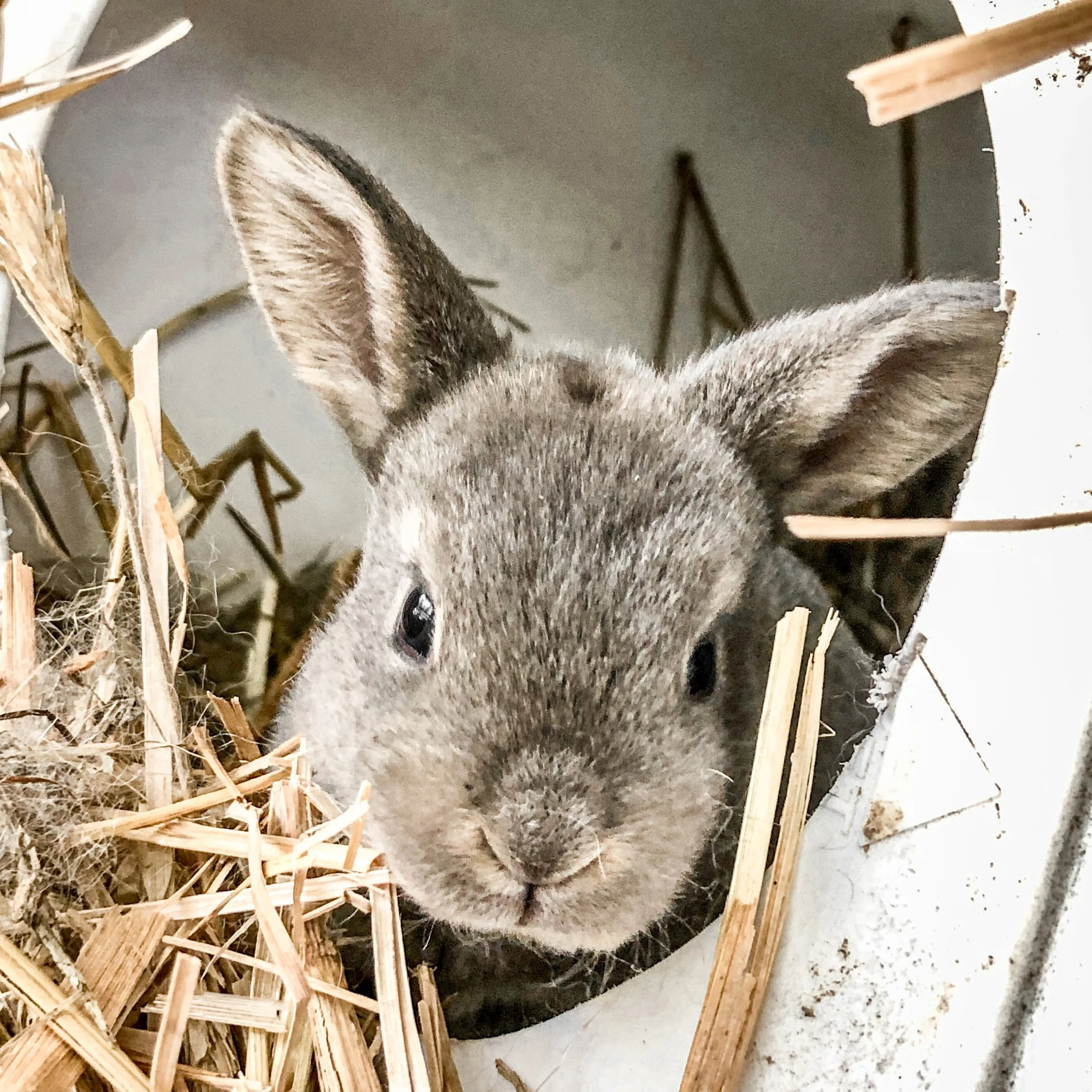 Rabbits raised on the H&N Homestead in Wisconsin for natural dog treats