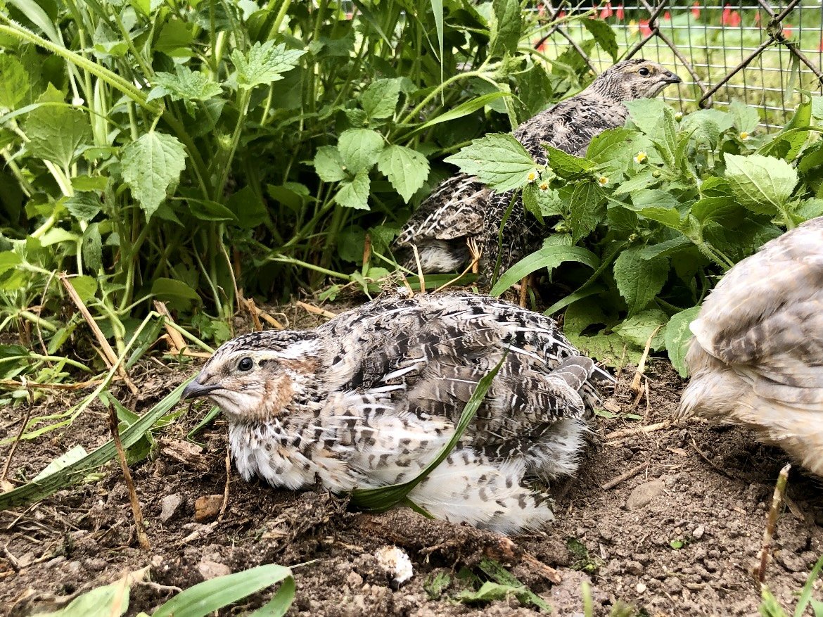 H&N Homestead quail dust bathing in grass inside their large outdoor run